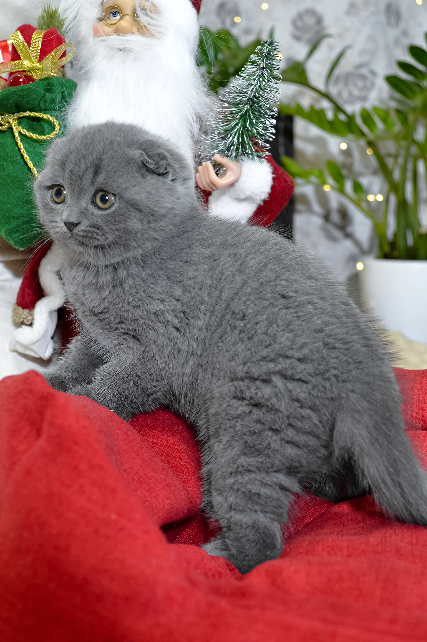 Irvin | Scottish Fold Kitten - Image 3