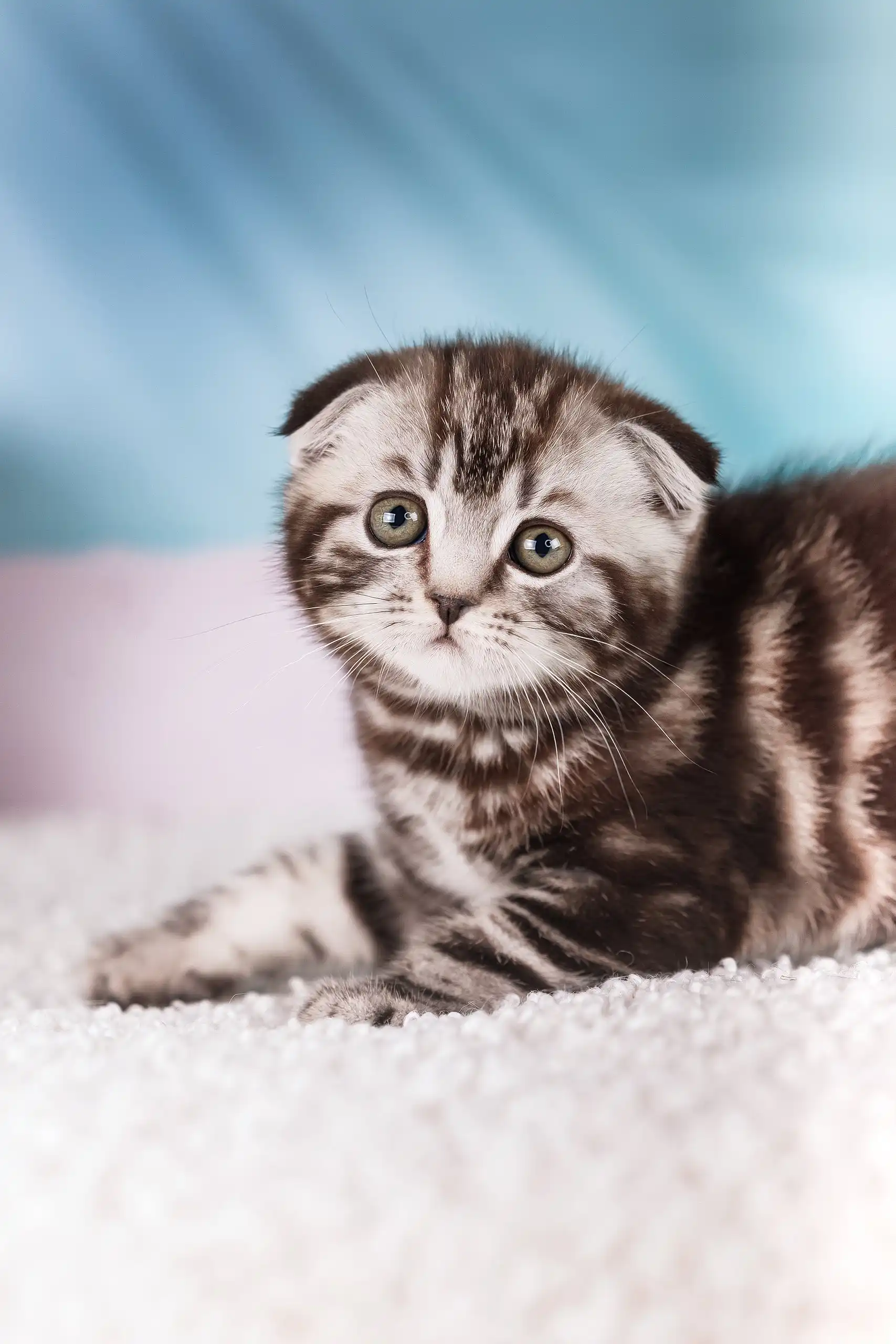 Jack | Scottish Fold Kitten - Image 5