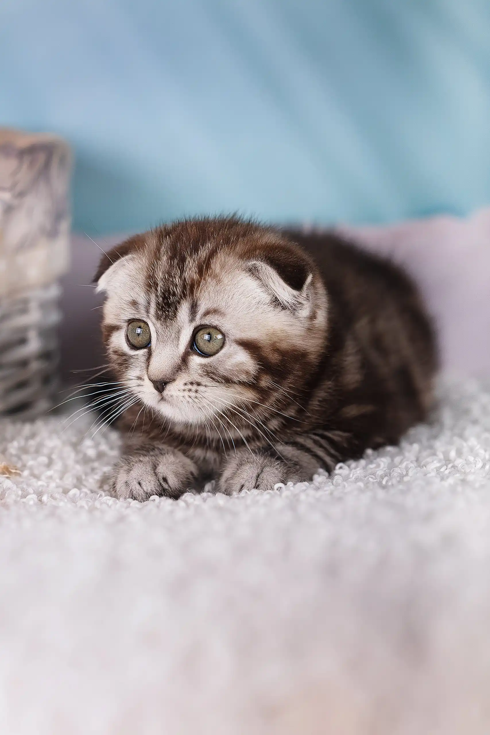 Jack | Scottish Fold Kitten - Image 6