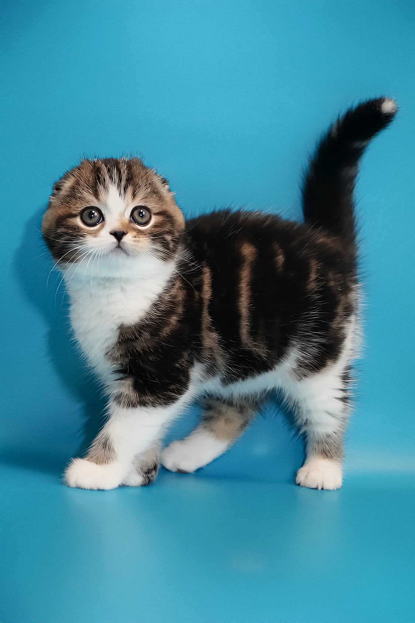 Marcus | Scottish Fold Kitten - Image 2