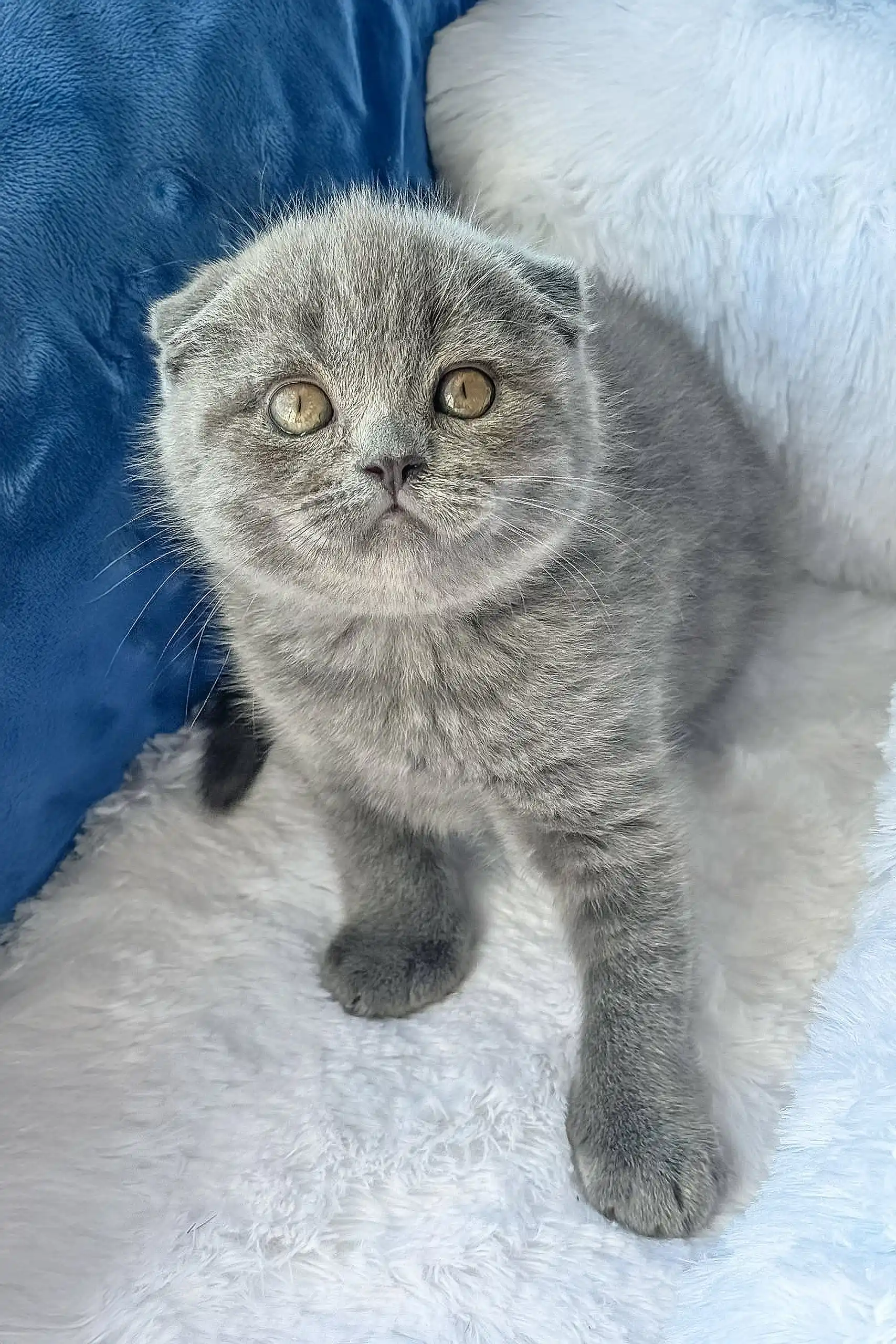 Nazar | Scottish Fold Kitten - Image 3