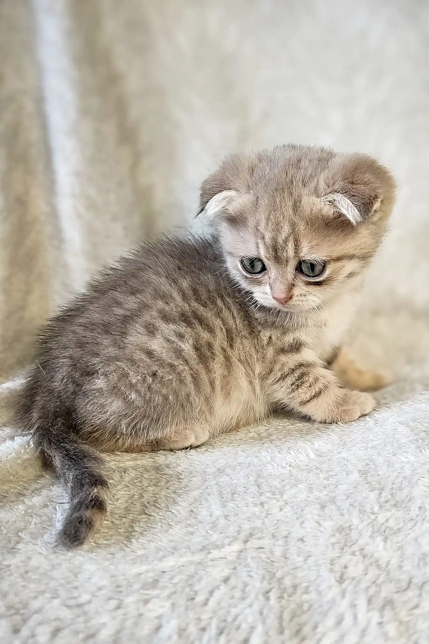 Newton | Scottish Fold Kitten - Image 5