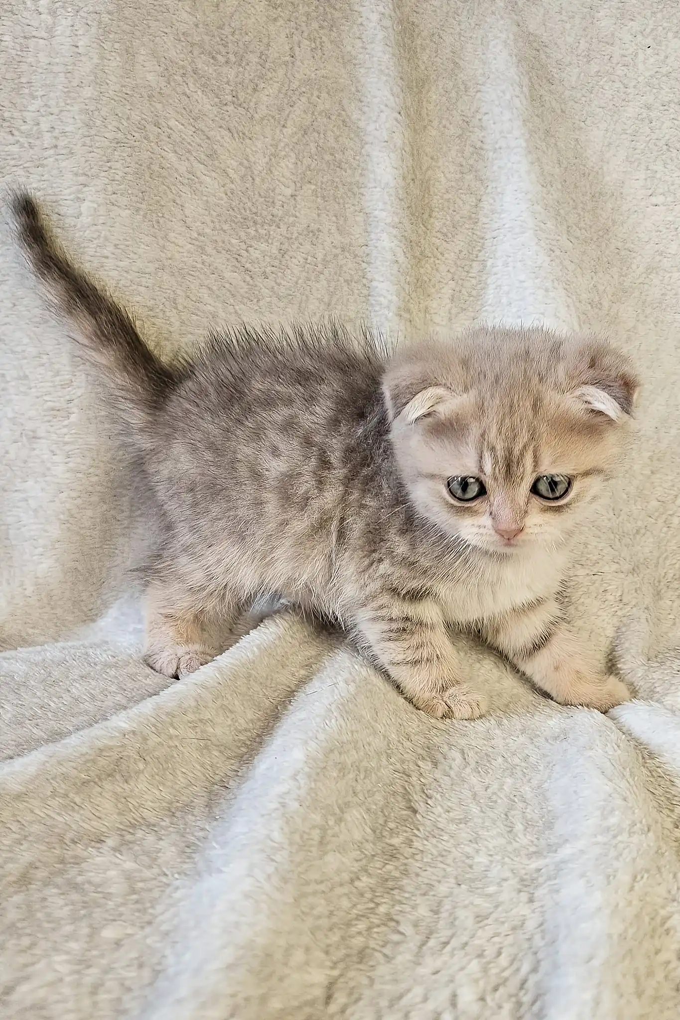Newton | Scottish Fold Kitten - Image 7