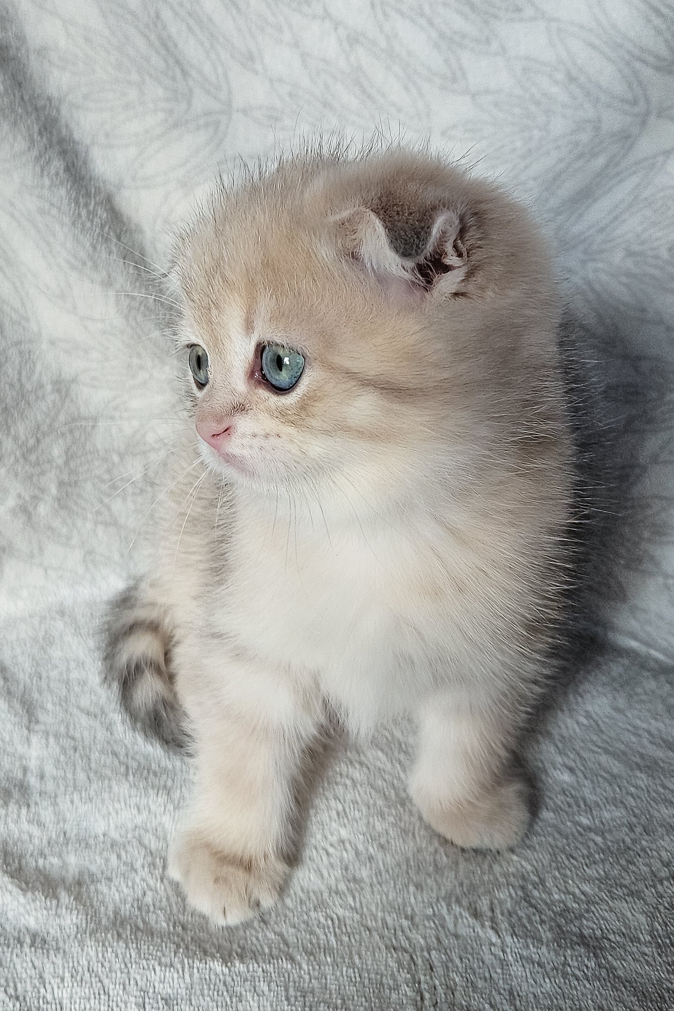Oslo | Scottish Fold Kitten - Image 10