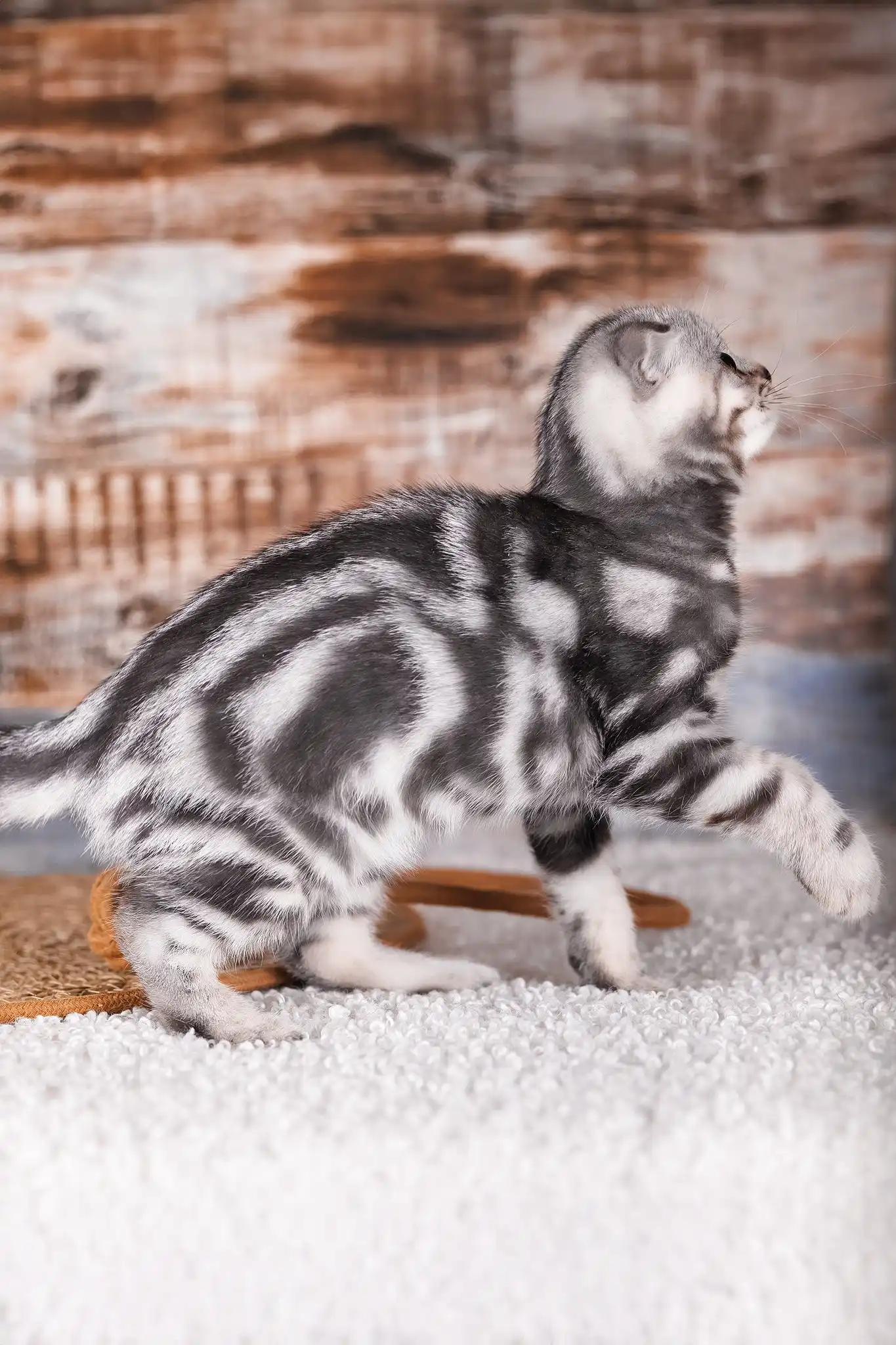 Pixel | Scottish Fold Kitten - Image 4