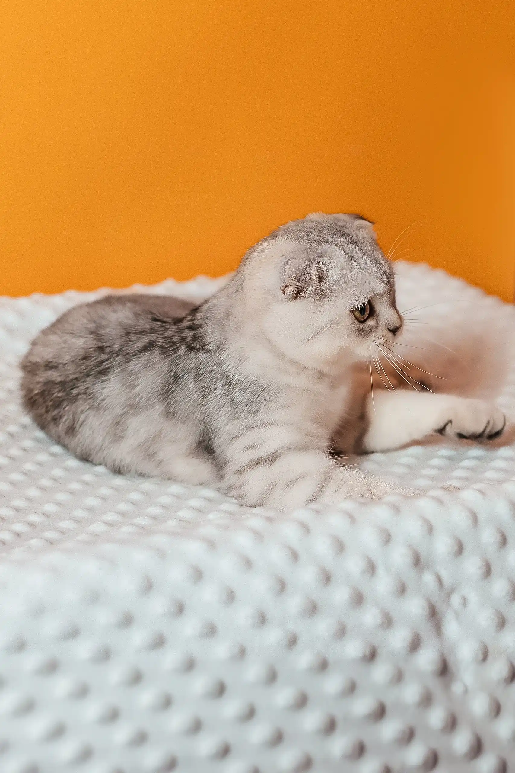Porsche | Scottish Fold Kitten - Image 9