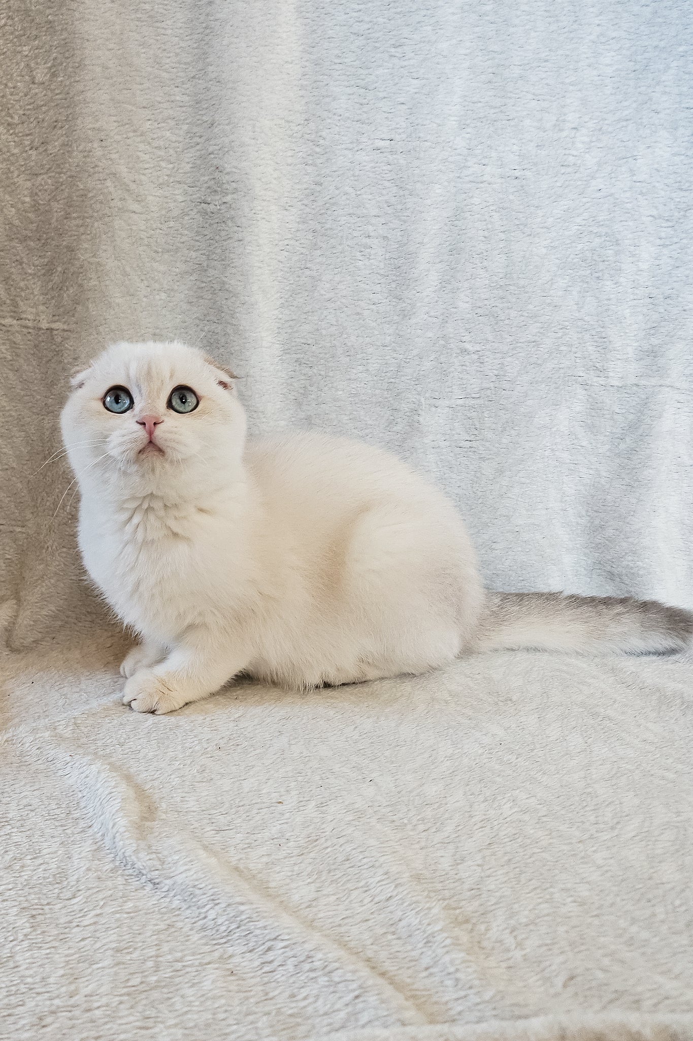 Pumpkin | Scottish Fold Kitten - Image 5