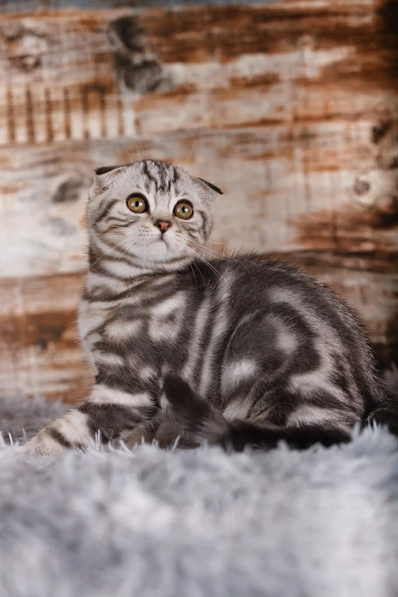 Quartz | Scottish Fold Kitten - Image 5