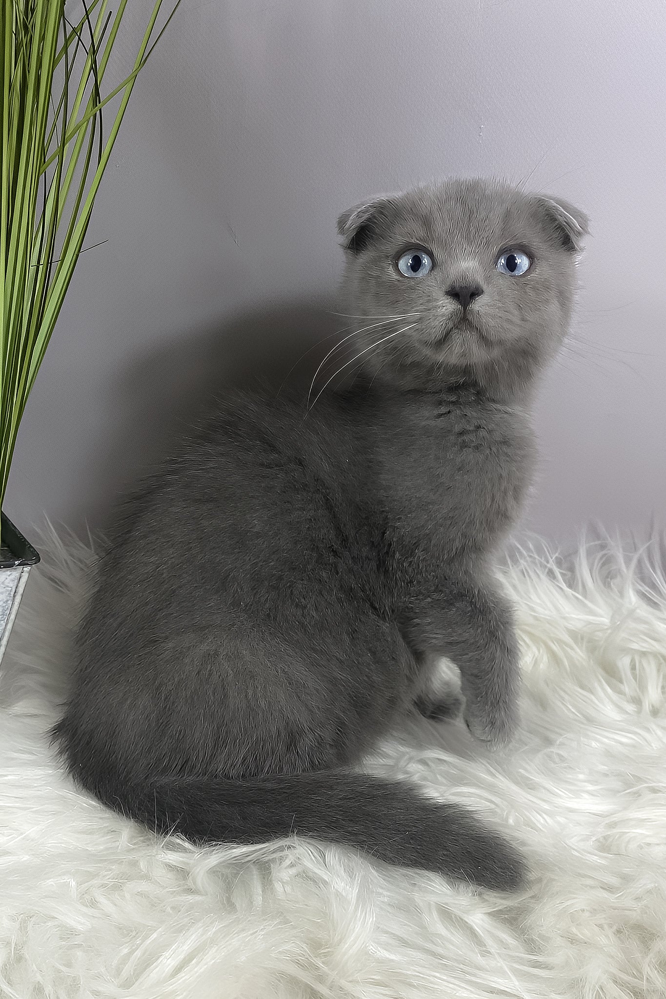 Quentin | Scottish Fold Kitten - Image 2
