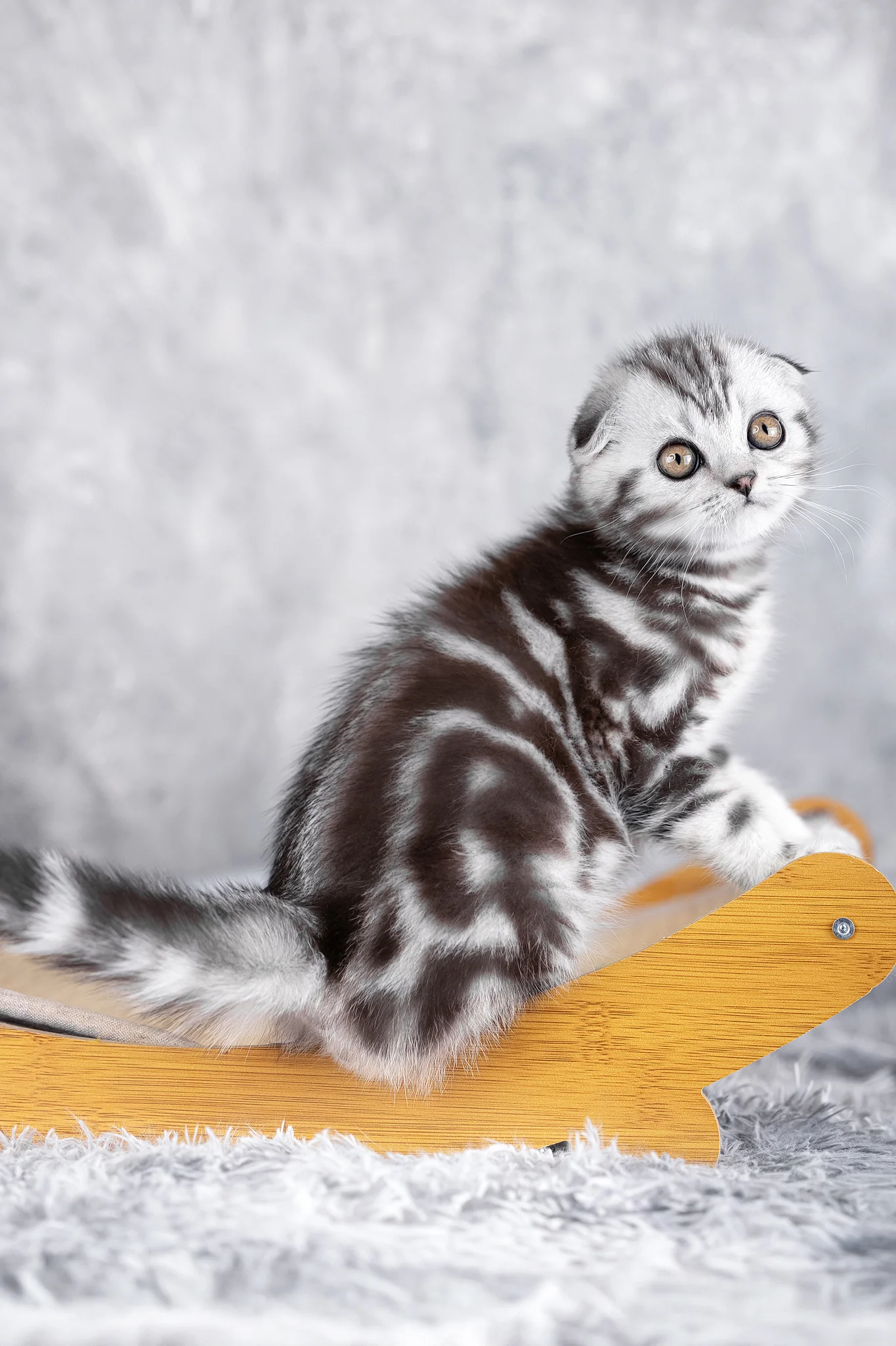 Ramses | Scottish Fold Kitten - Image 2