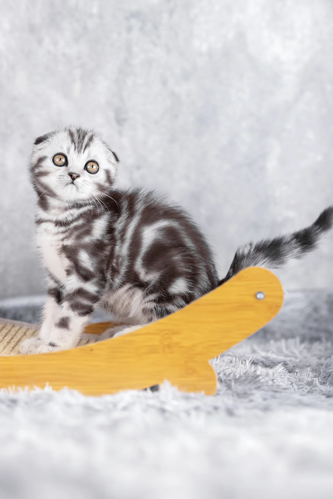 Ramses | Scottish Fold Kitten - Image 5
