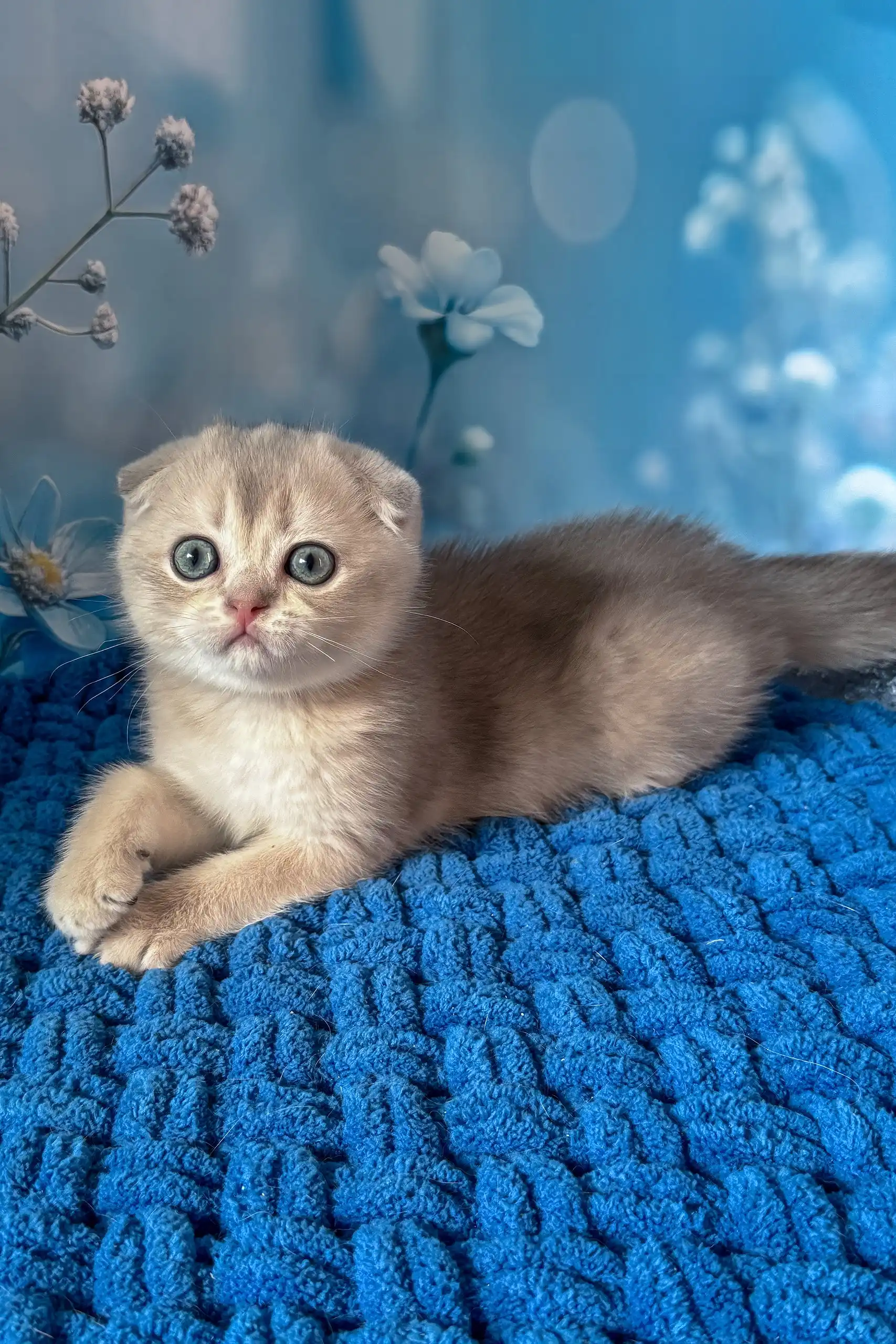 Remus | Scottish Fold Kitten - Image 2