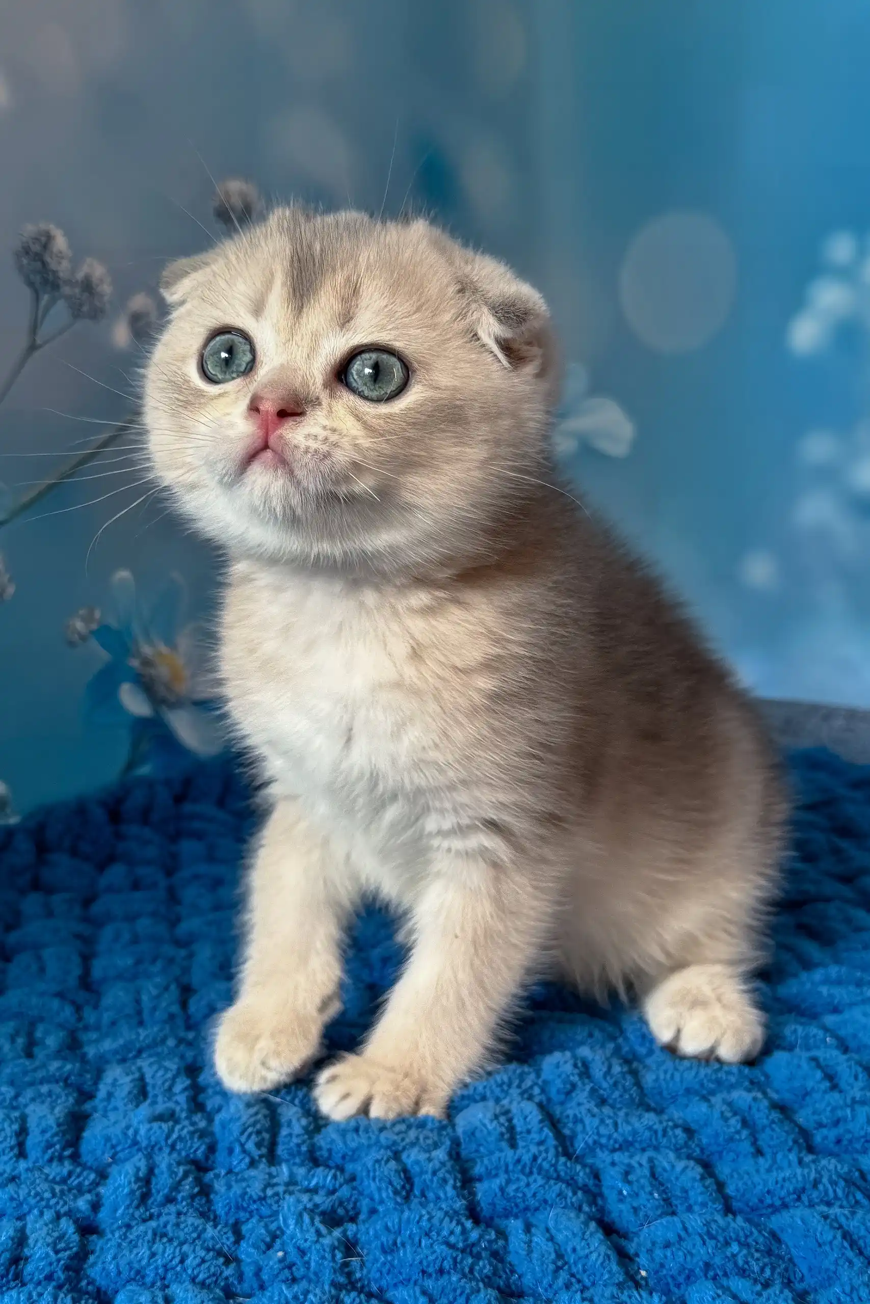 Remus | Scottish Fold Kitten - Image 3