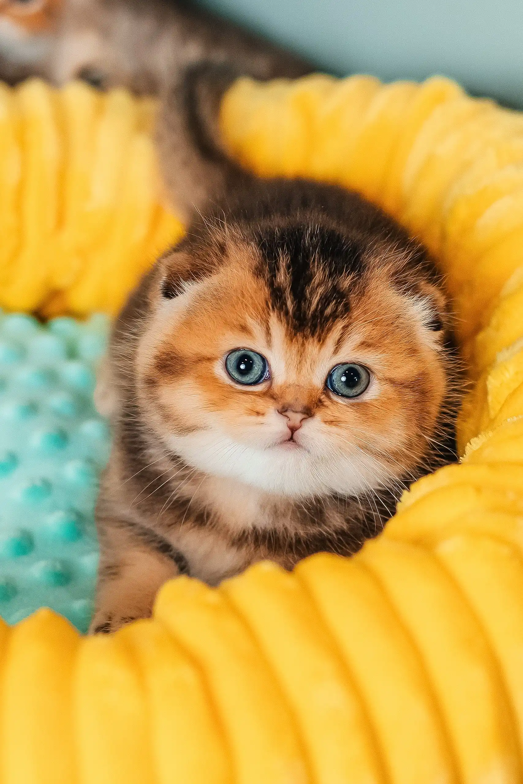 Rio | Scottish Fold Kitten - Image 10