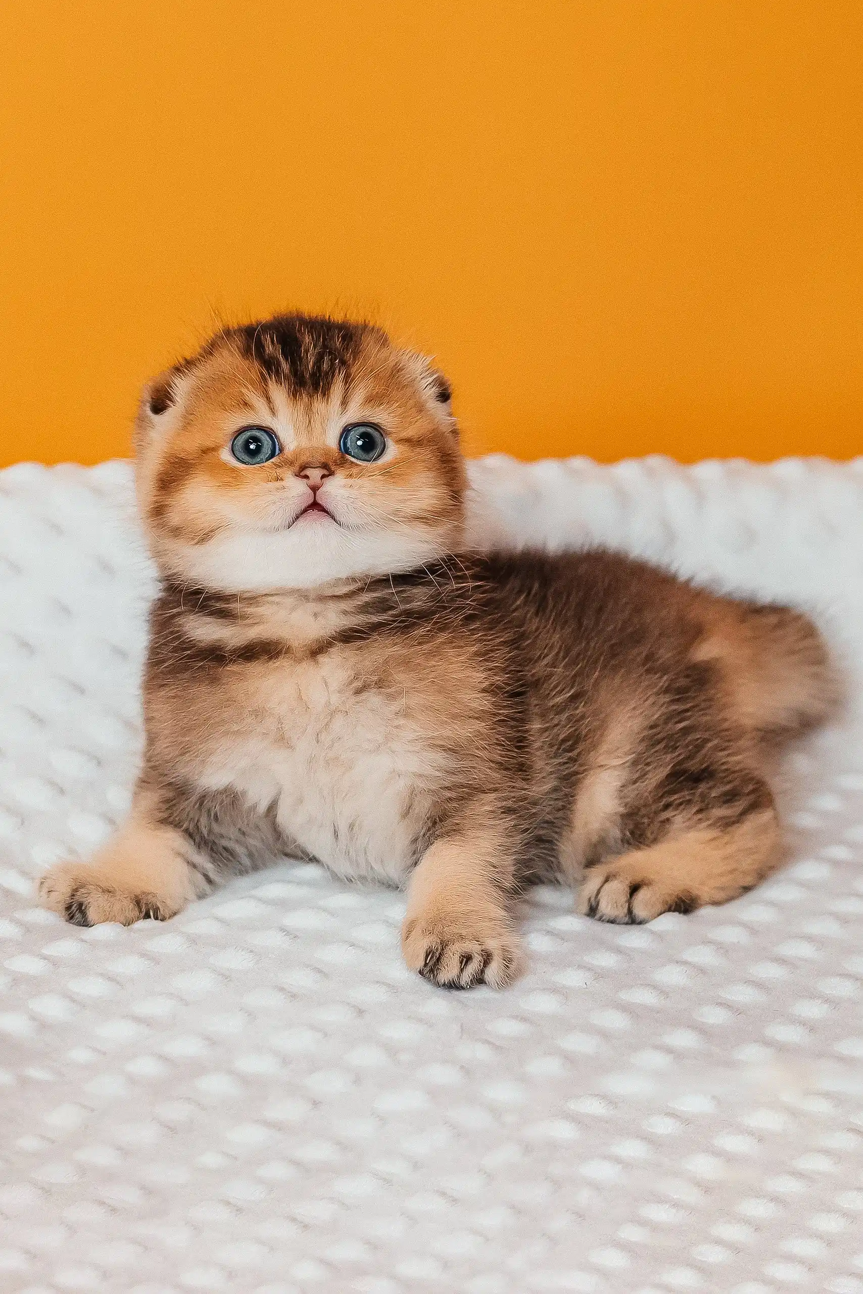 Rio | Scottish Fold Kitten - Image 6