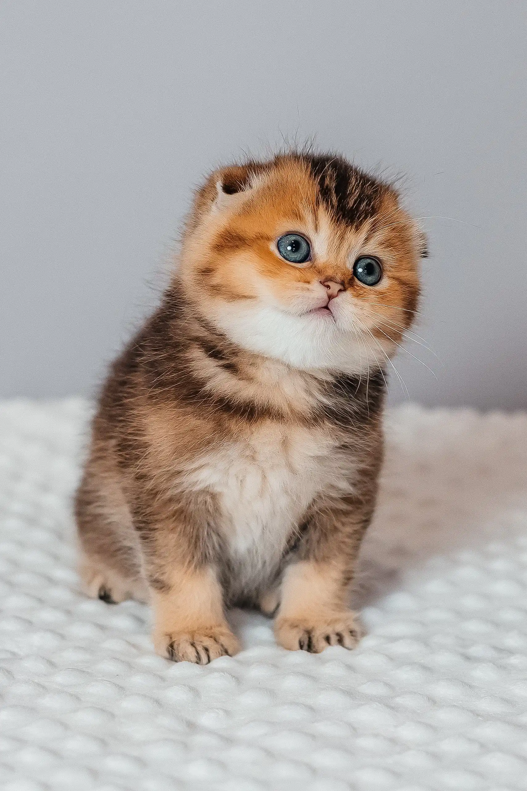 Rio | Scottish Fold Kitten - Image 7