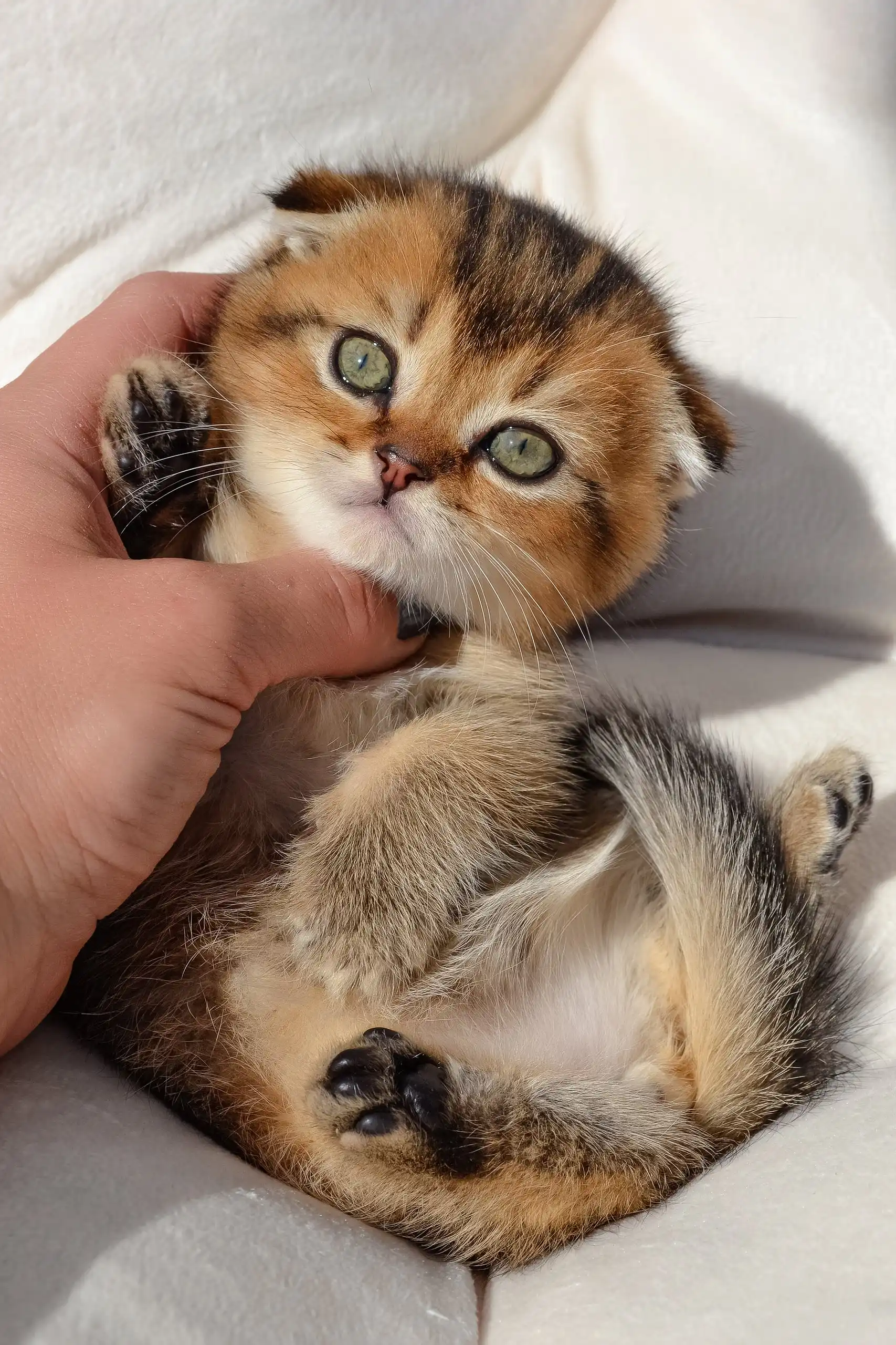 Sergio | Scottish Fold Kitten - Image 2