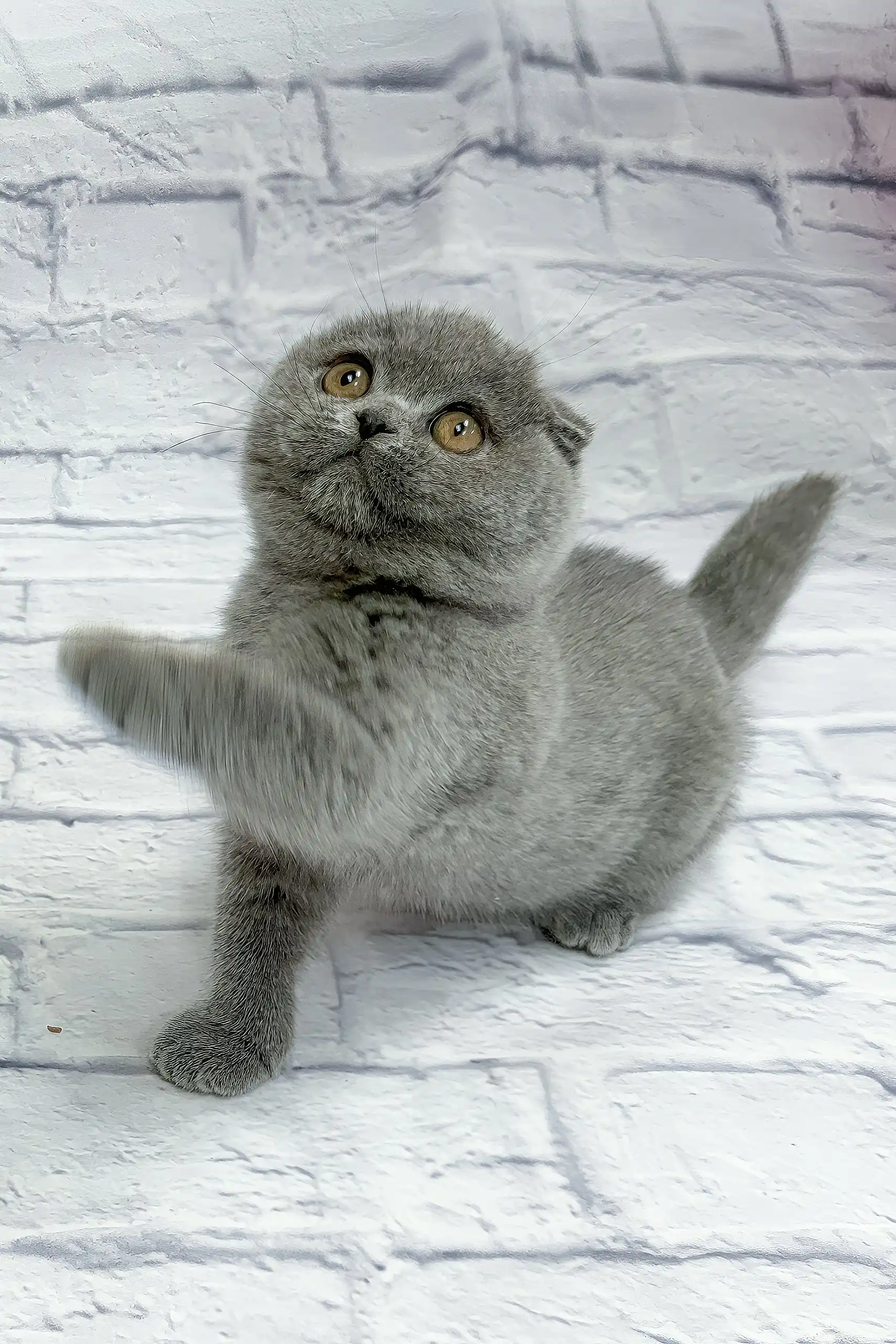 Stephan | Scottish Fold Kitten - Image 3