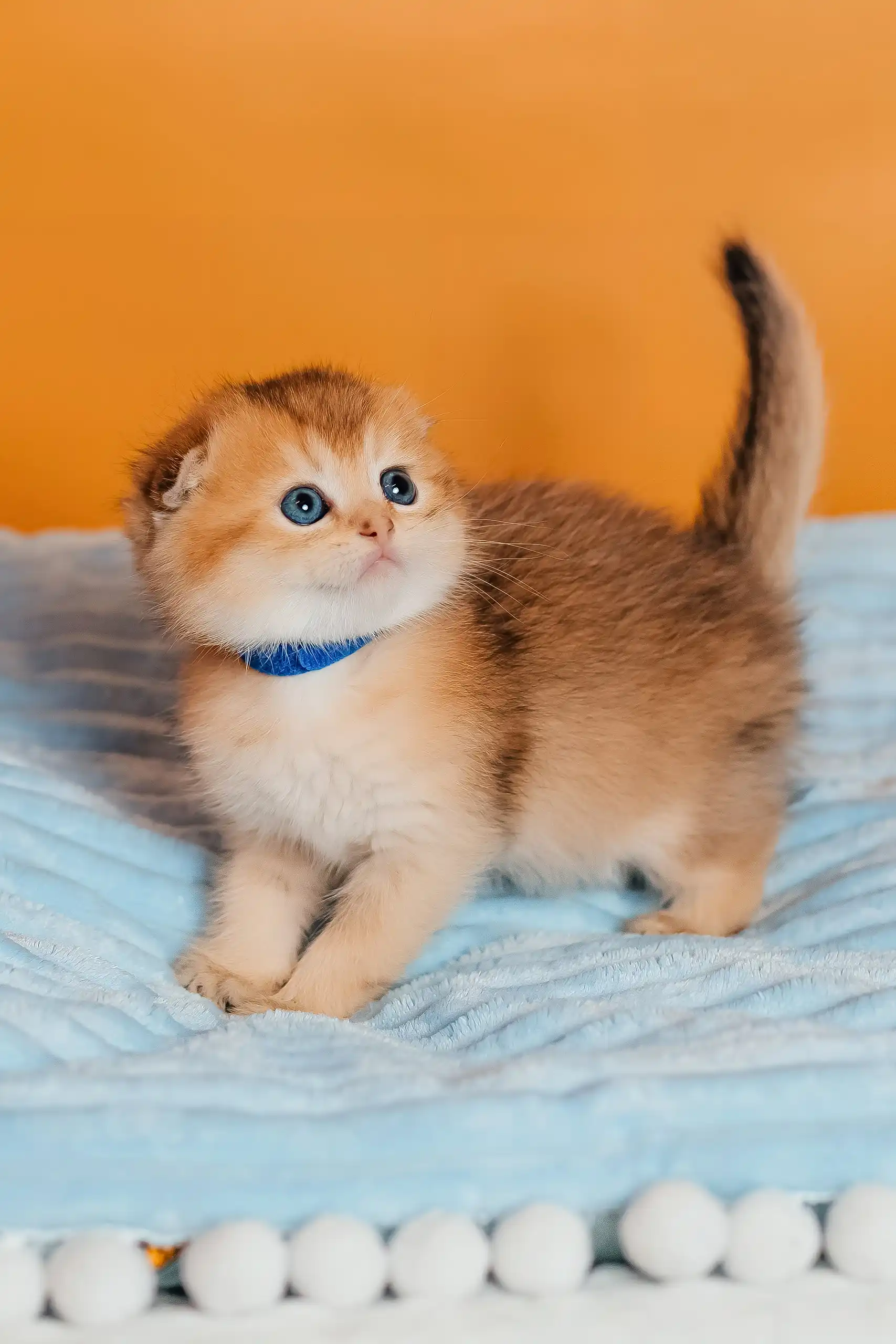 Teddy | Scottish Fold Kitten - Image 9