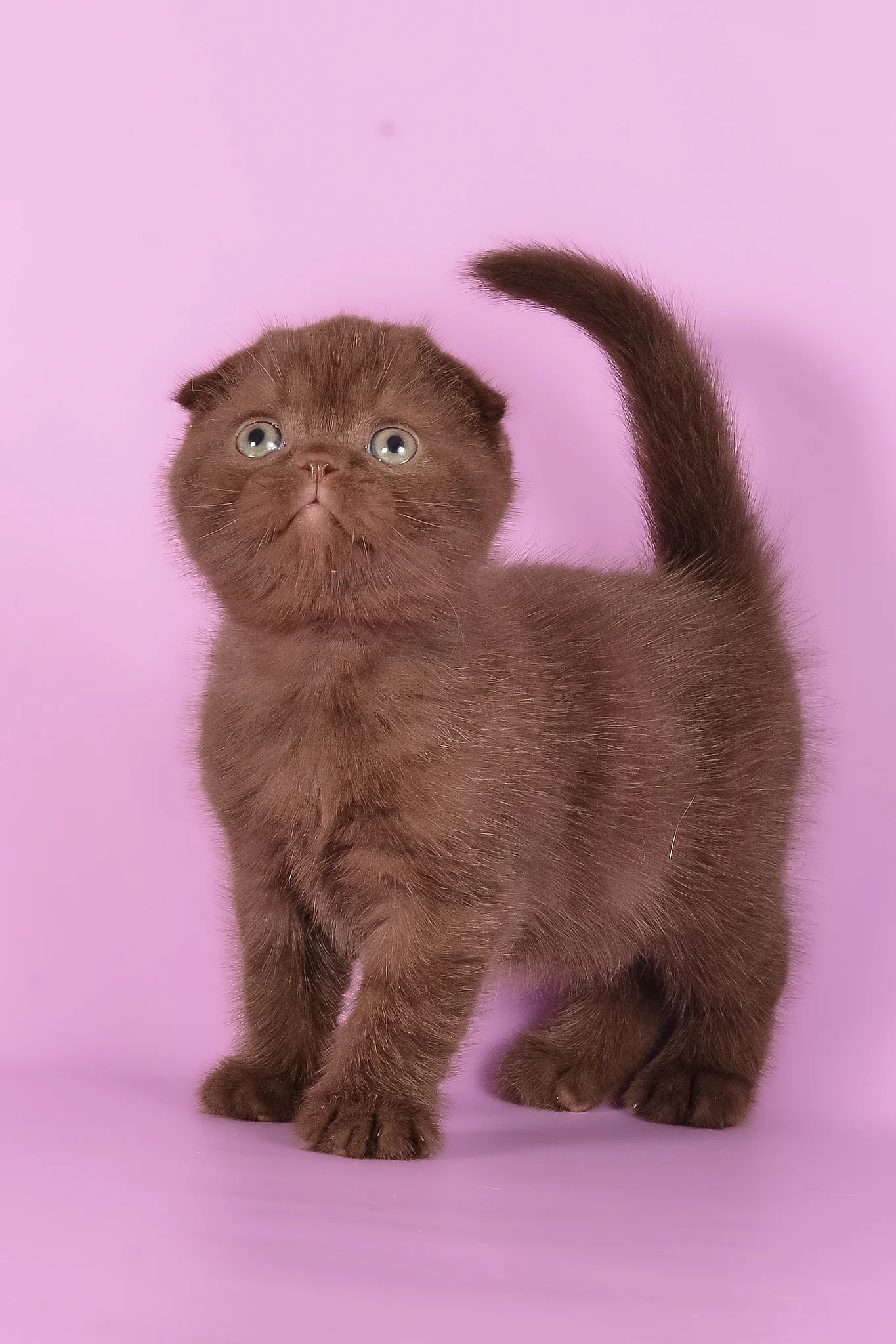 Timon | Scottish Fold Kitten - Image 4
