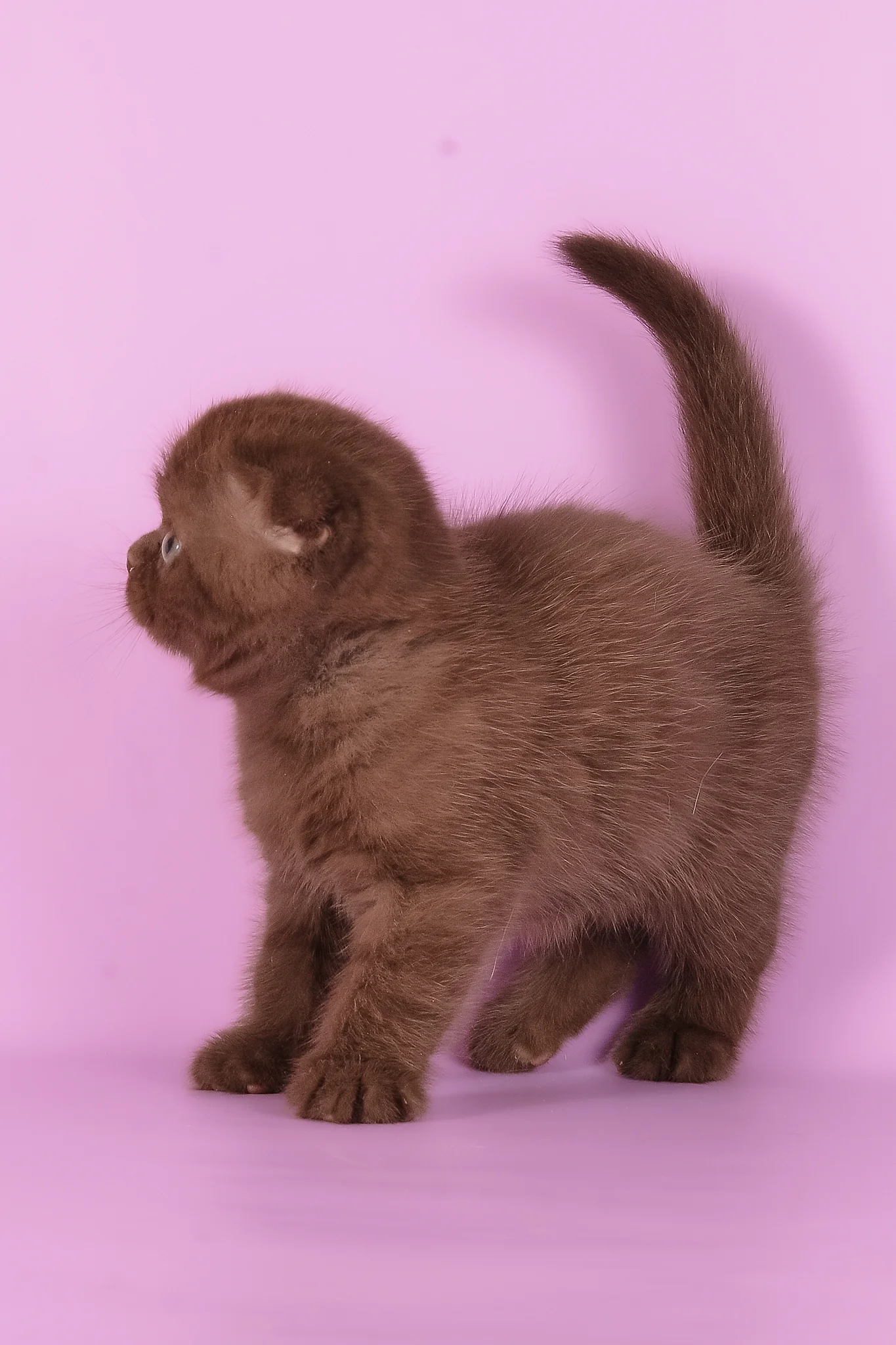 Timon | Scottish Fold Kitten - Image 5
