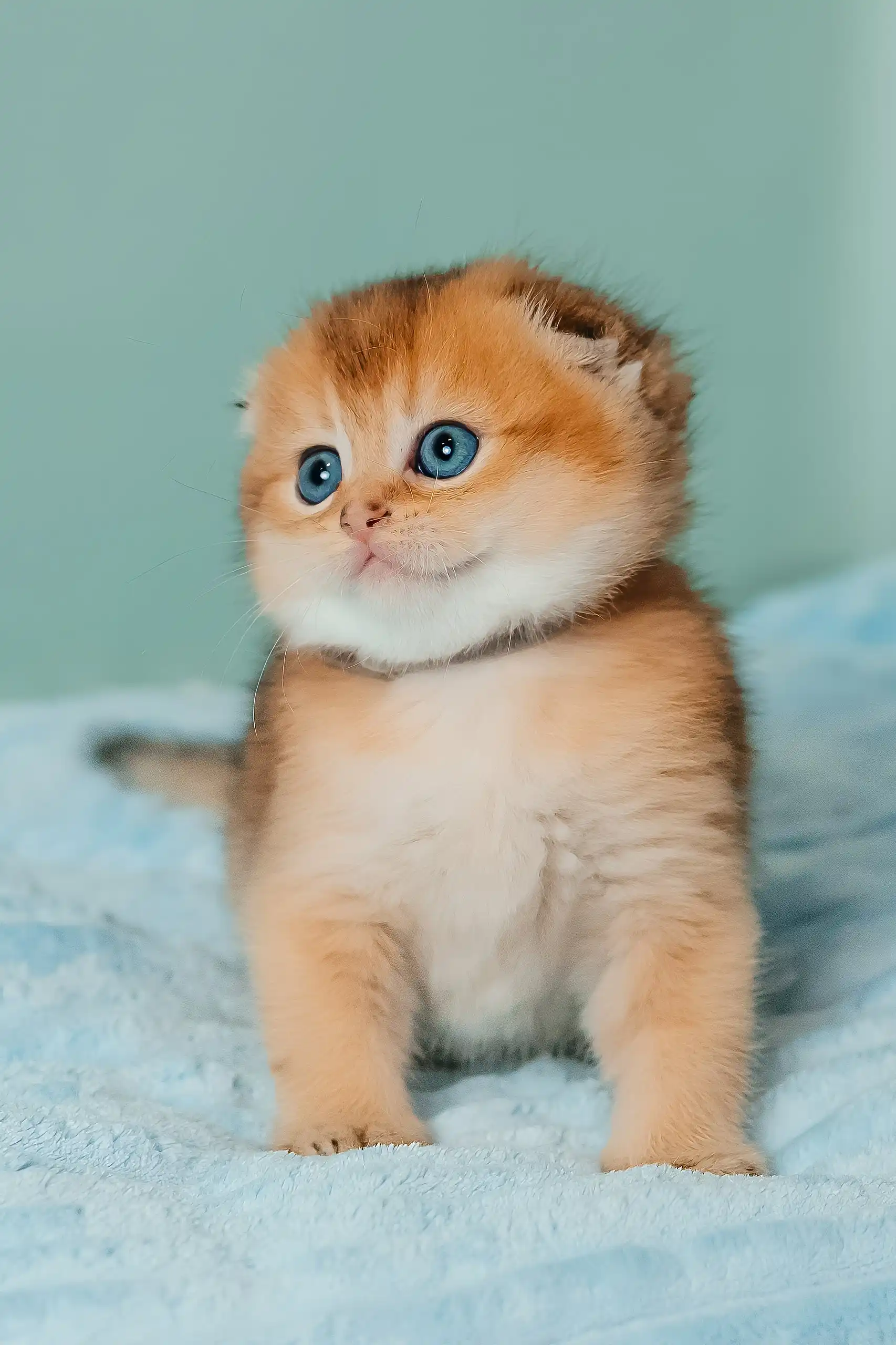 Timothy | Scottish Fold Kitten - Image 5