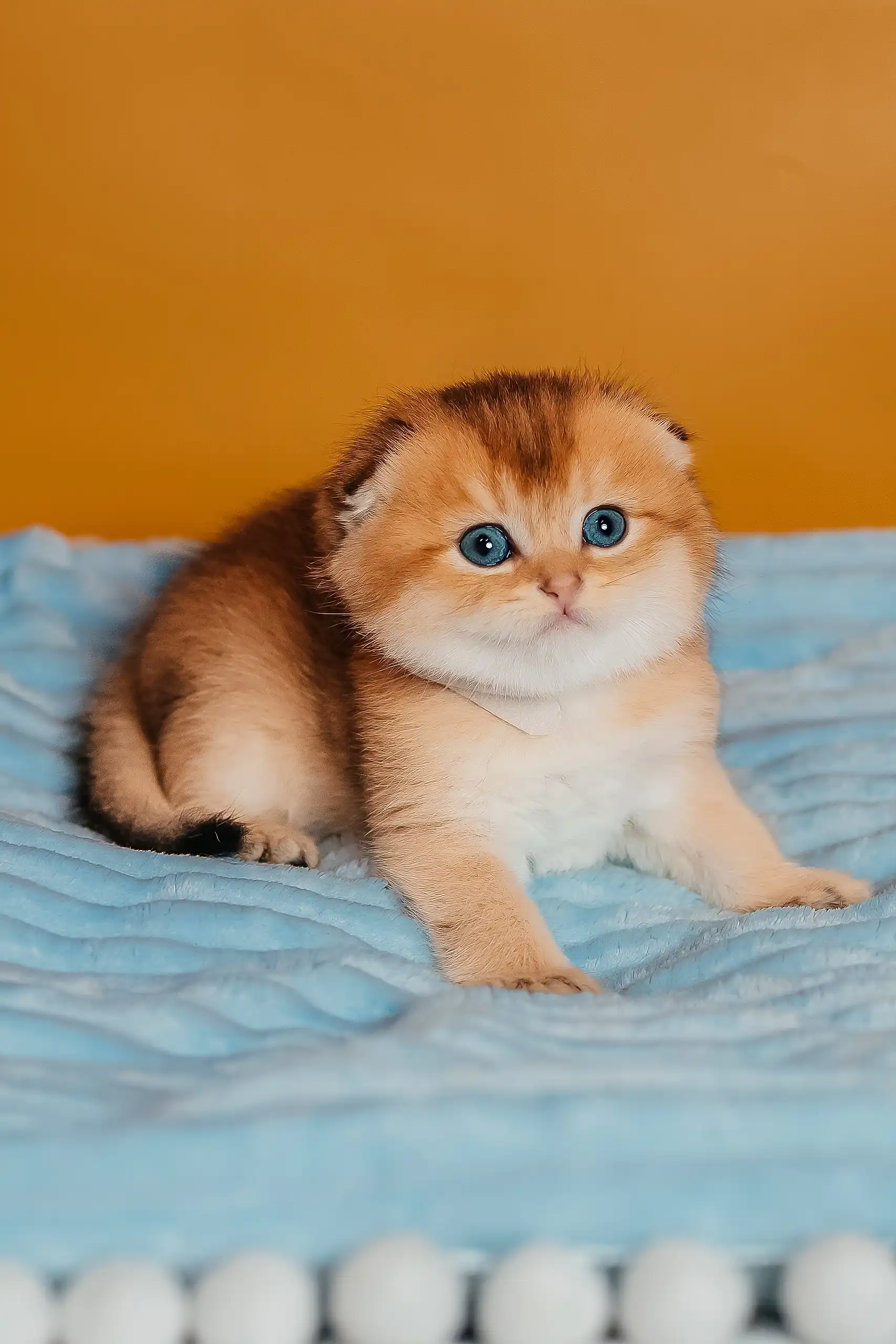 Truffle | Scottish Fold Kitten - Image 3