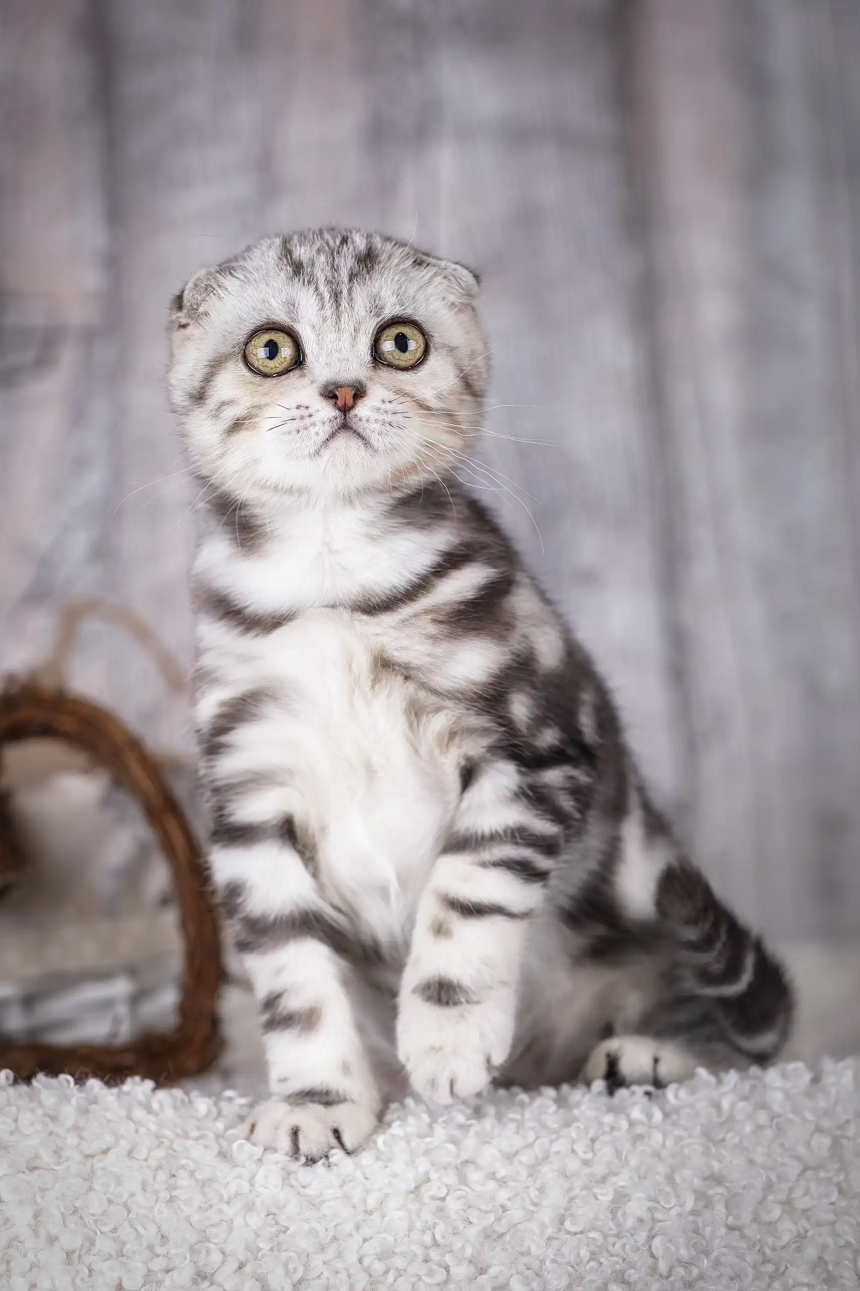 Unicum | Scottish Fold Kitten - Image 9