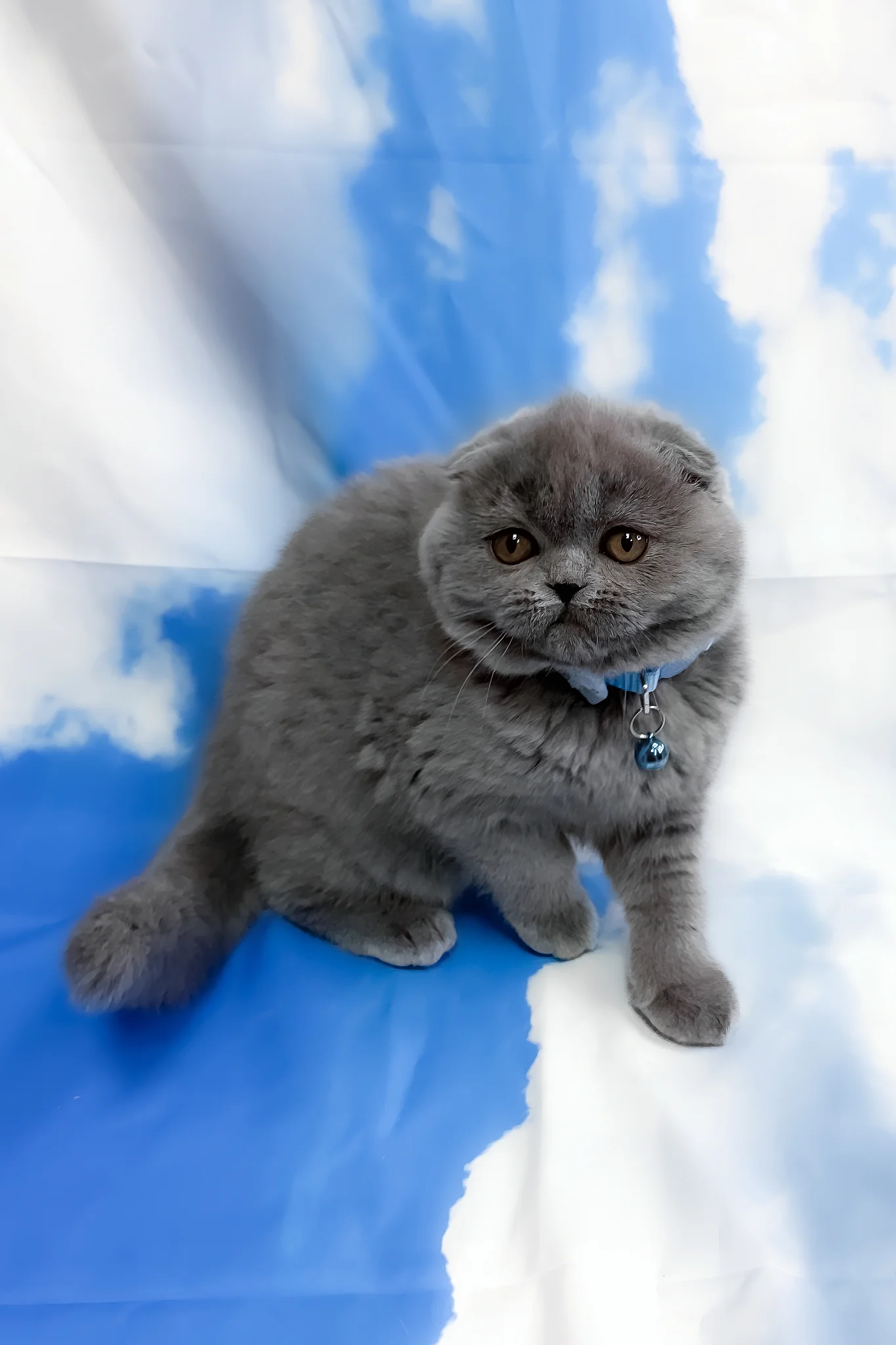 Vasco | Scottish Fold Kitten - Image 2
