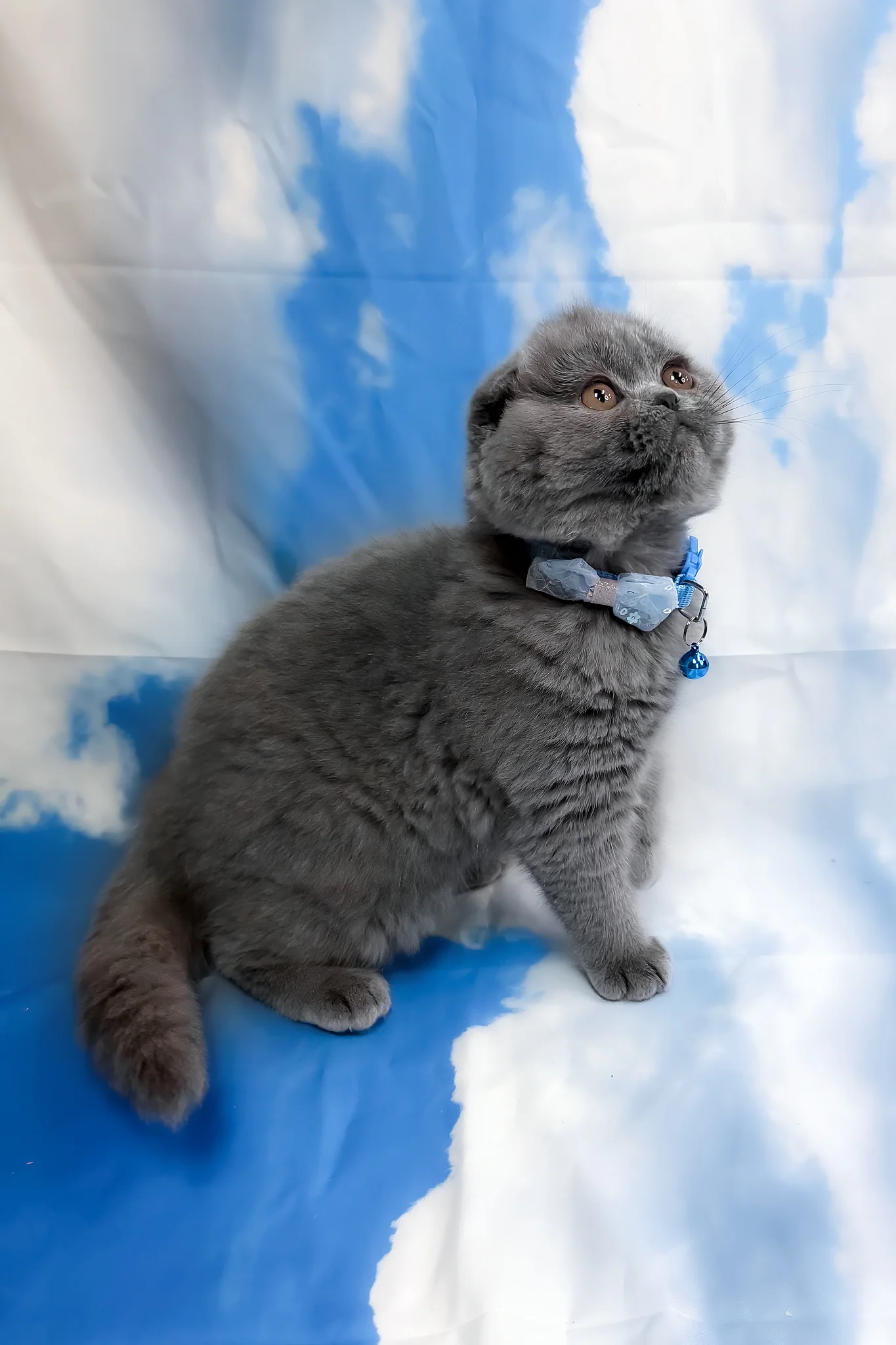 Vasco | Scottish Fold Kitten - Image 5