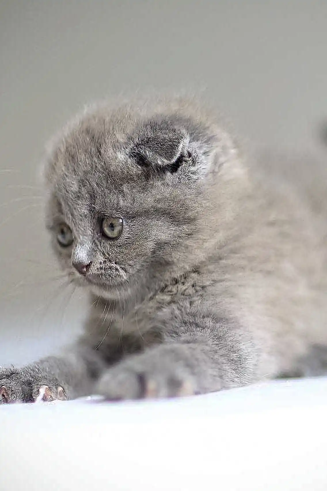 Vincent | Scottish Fold Kitten - Image 2