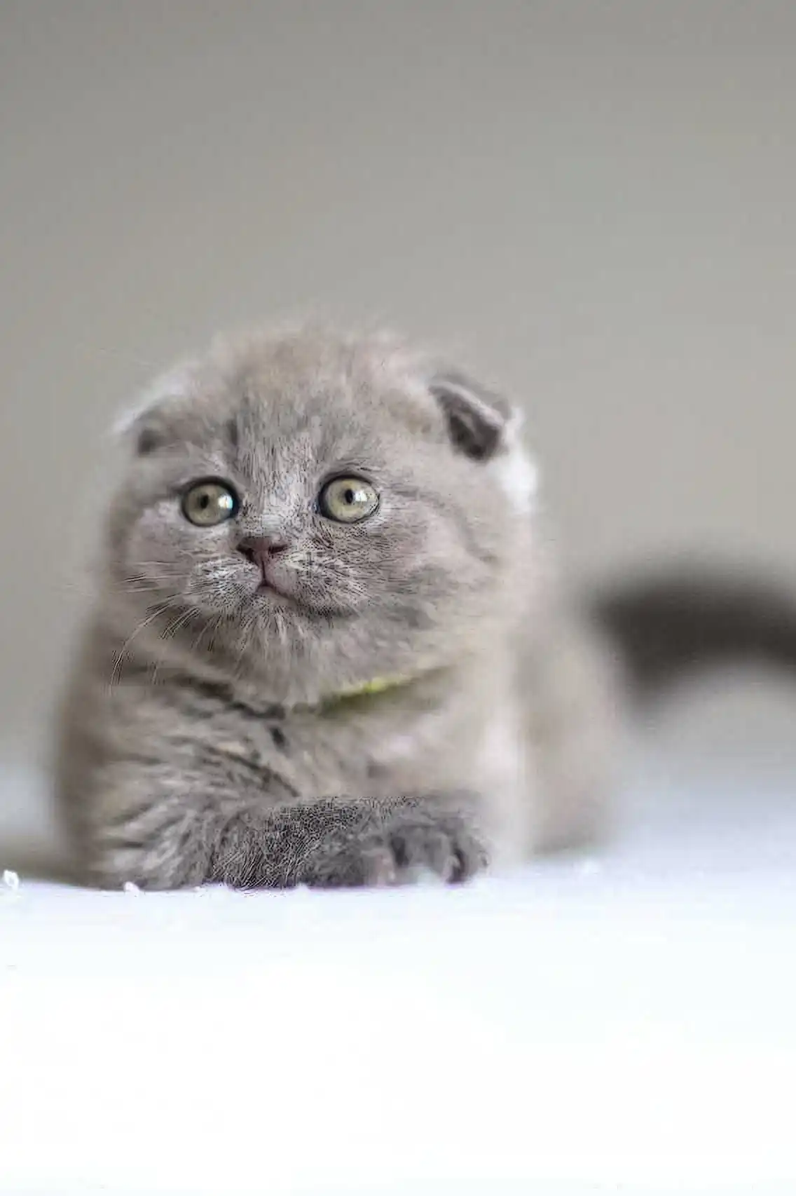 Vincent | Scottish Fold Kitten - Image 4