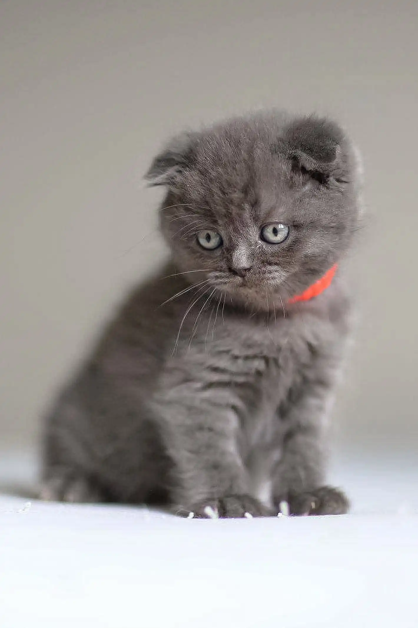 Vinci | Scottish Fold Kitten - Image 5