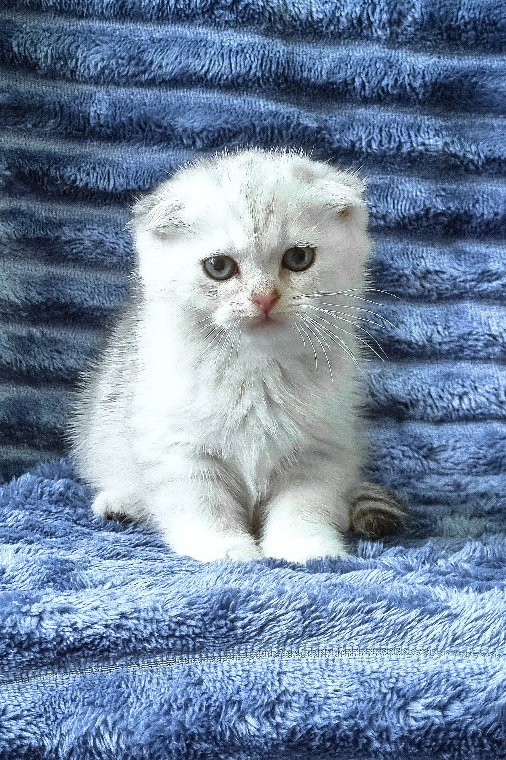 Winston | Scottish Fold Kitten - Image 2