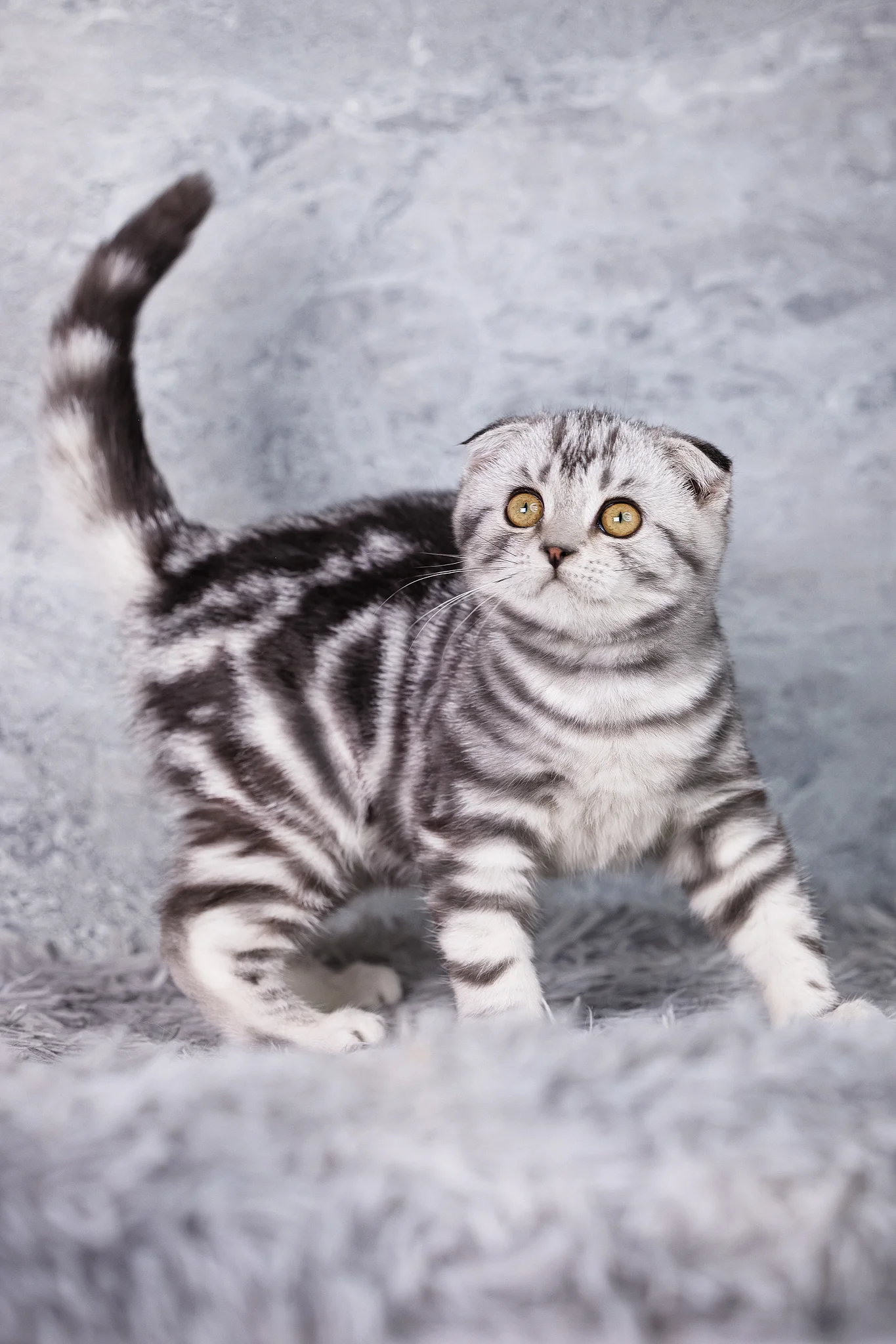Wolt | Scottish Fold Kitten - Image 4