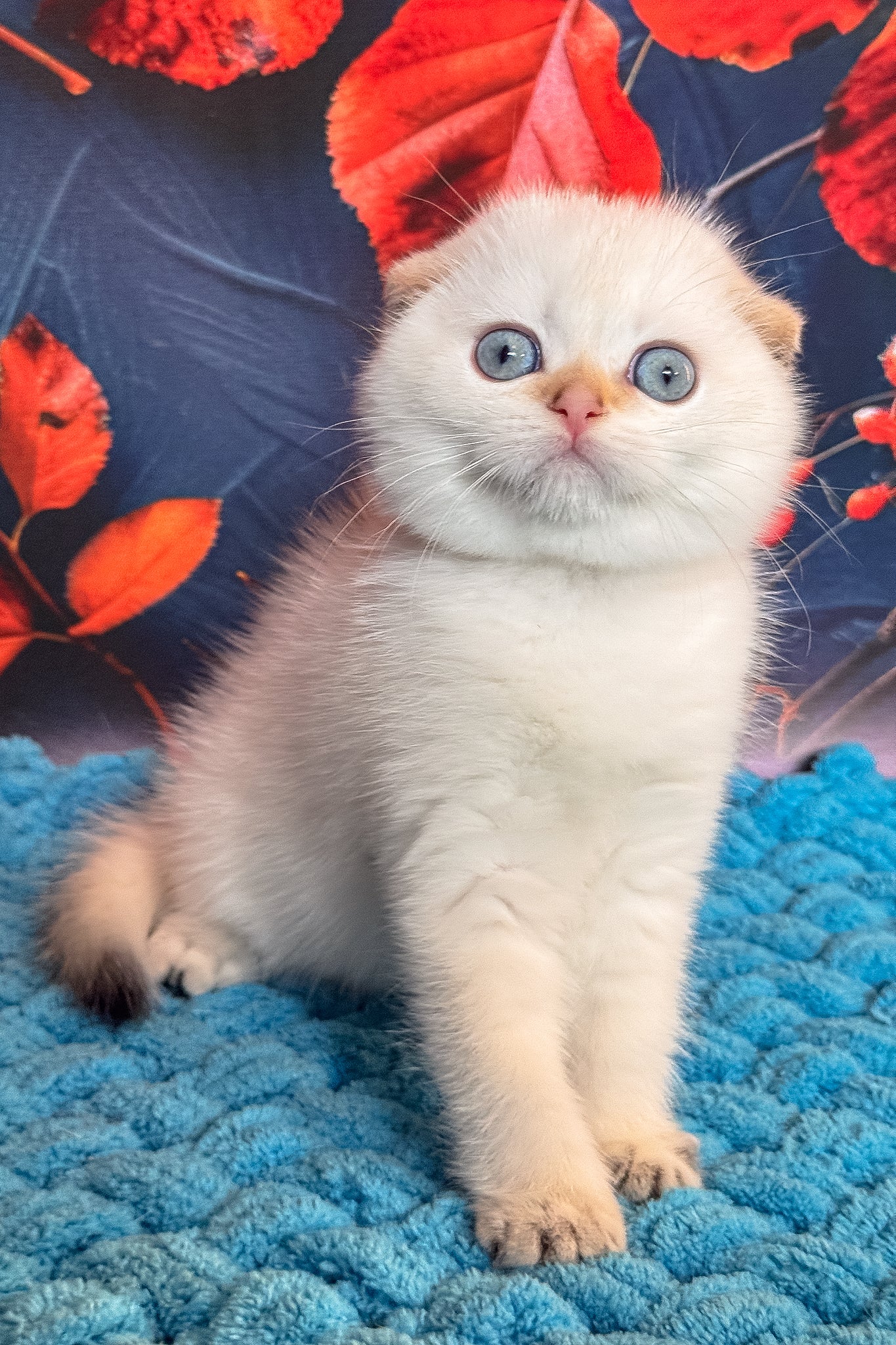 Yuri | Scottish Fold Kitten - Image 5