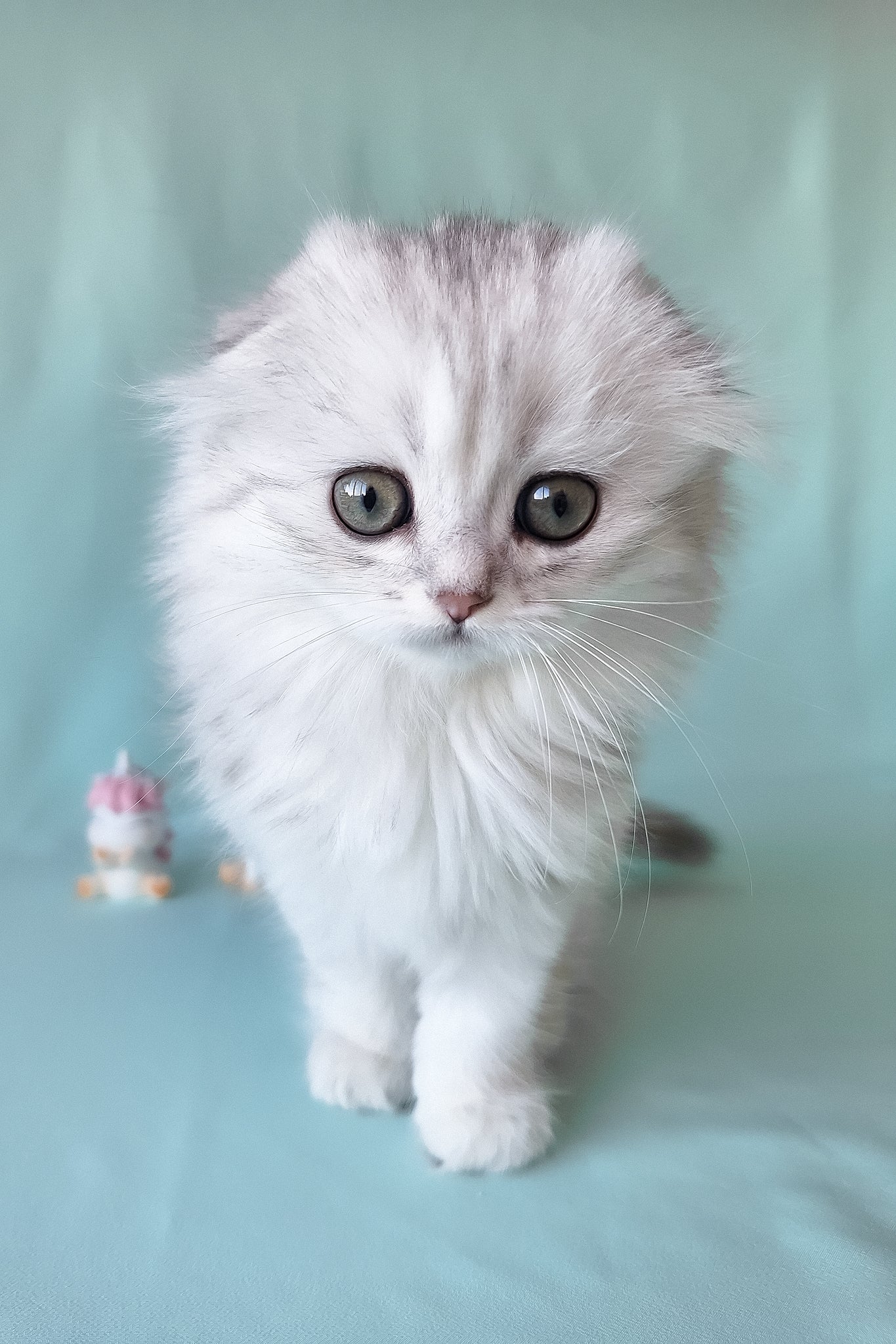 Seva | Scottish Fold Longhair Kitten - Image 3
