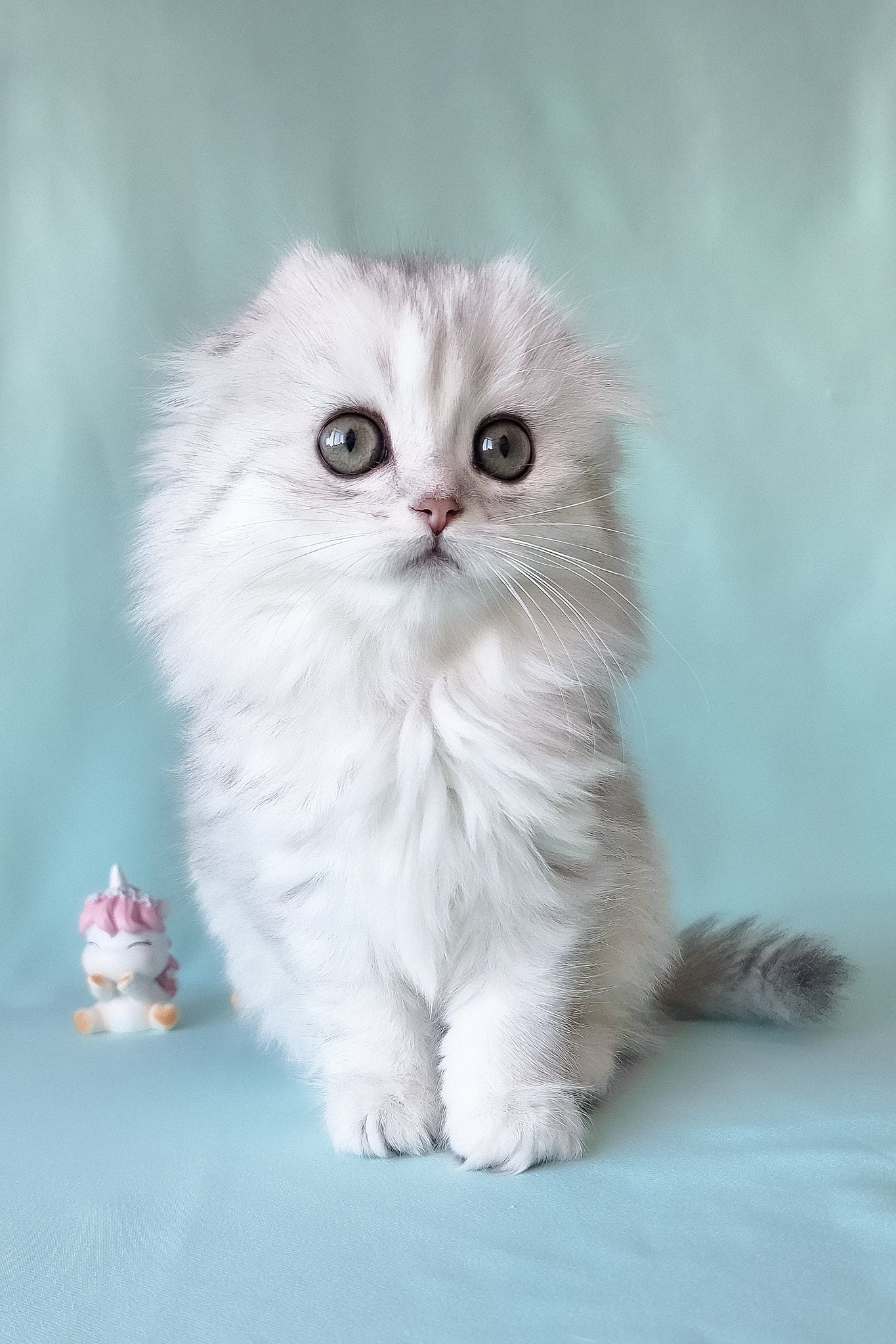 Seva | Scottish Fold Longhair Kitten - Image 4