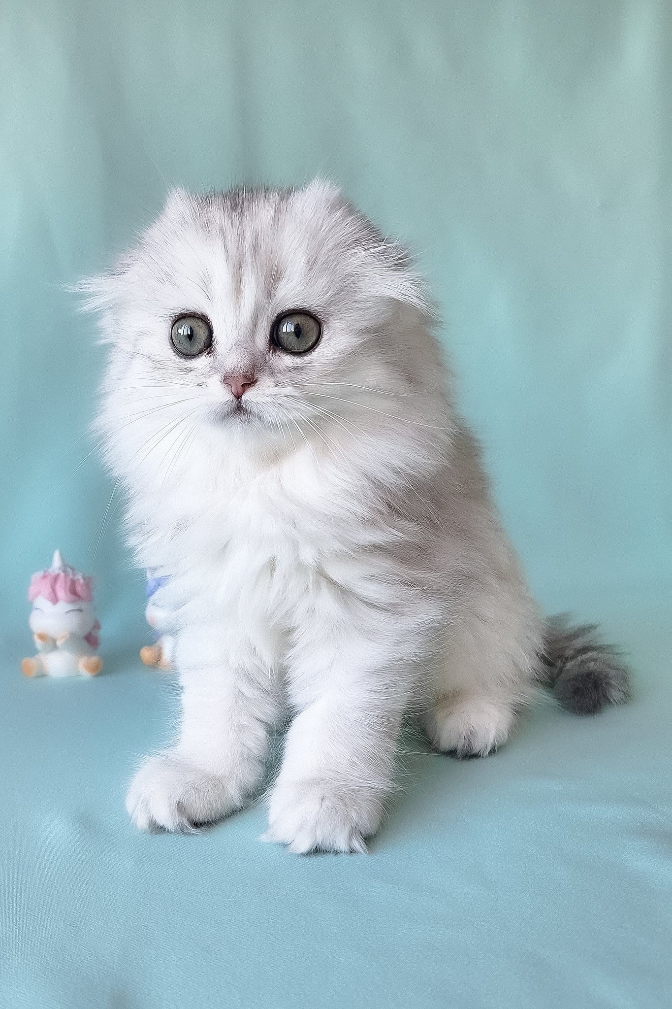 Seva | Scottish Fold Longhair Kitten - Image 5