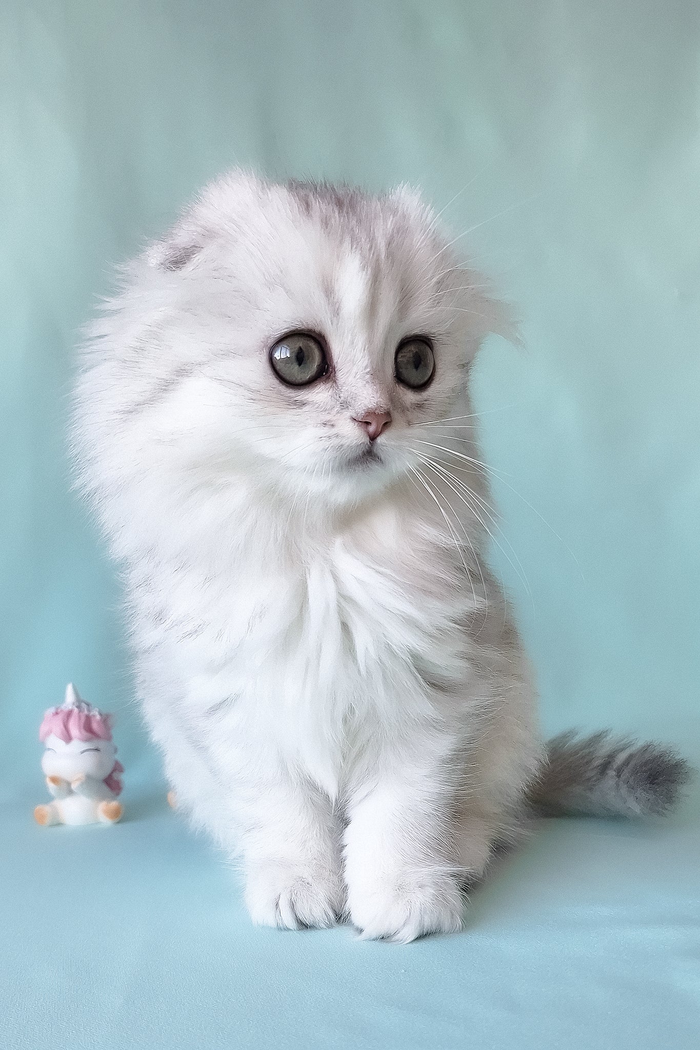 Seva | Scottish Fold Longhair Kitten - Image 7