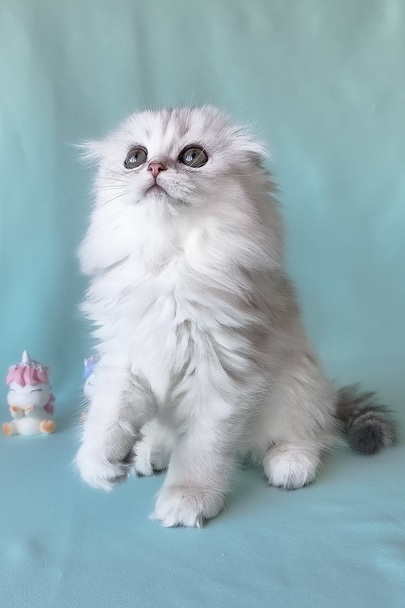Seva | Scottish Fold Longhair Kitten - Image 8