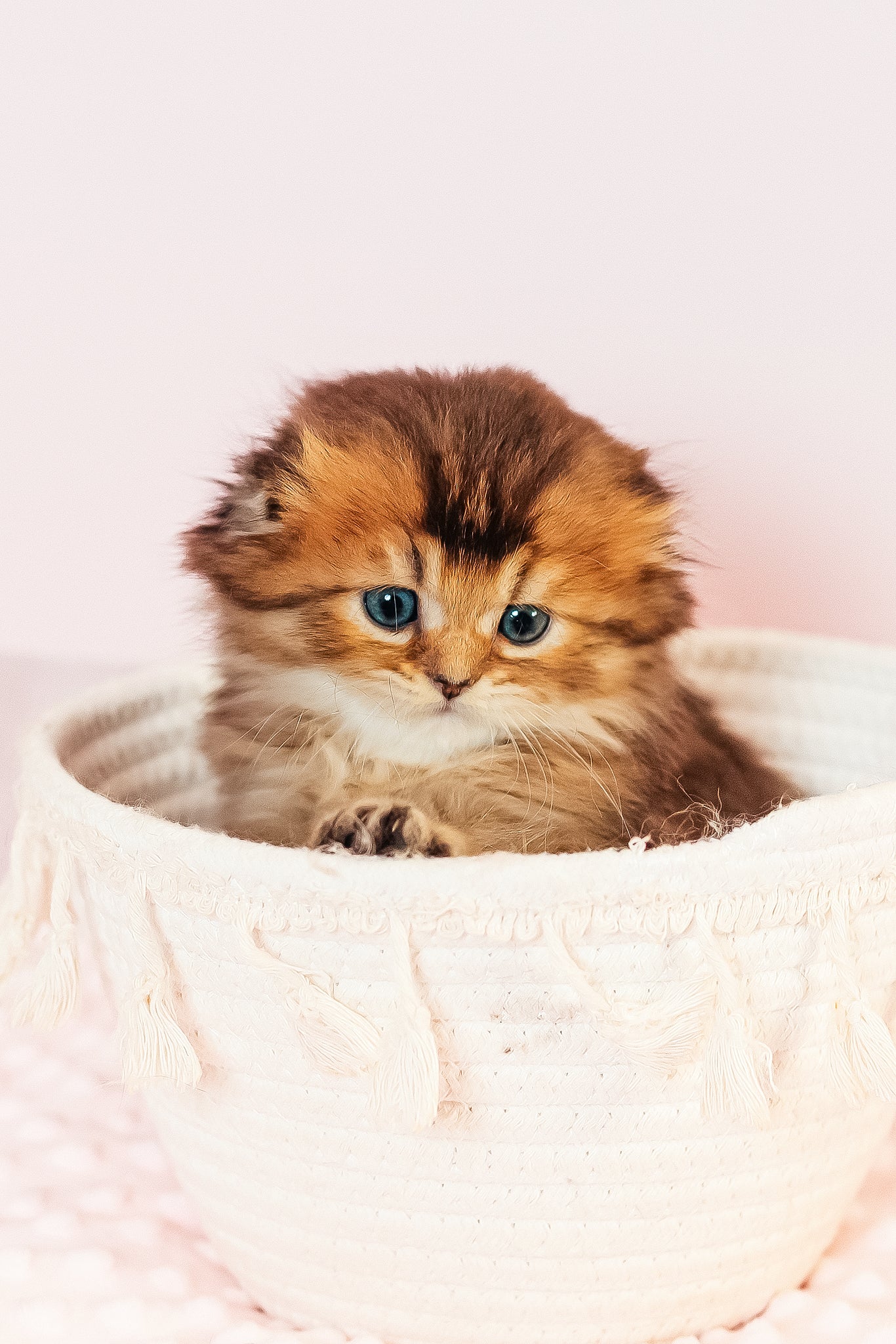 Vegas | Scottish Fold Longhair Kitten - Image 12