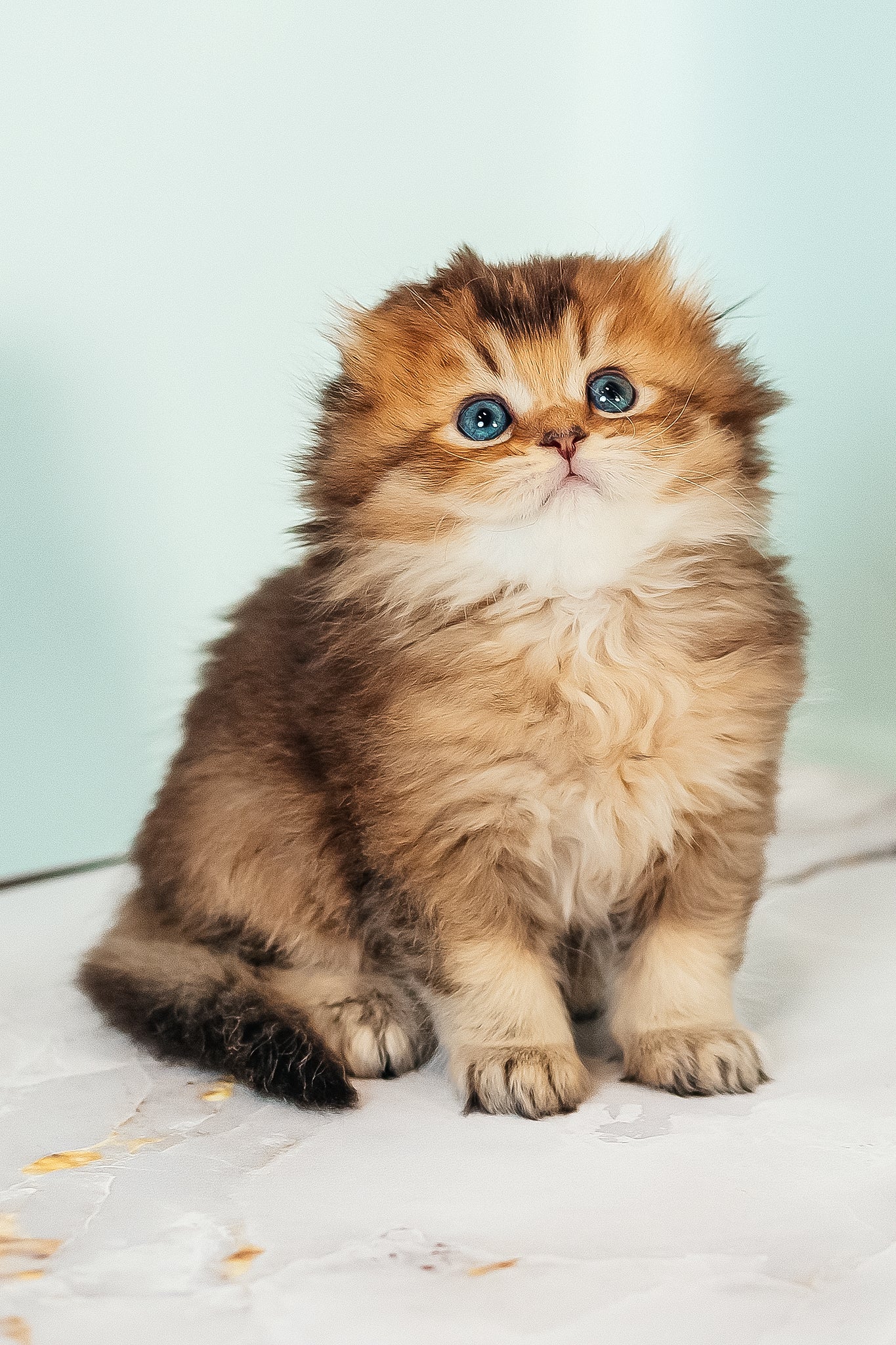 Vegas | Scottish Fold Longhair Kitten - Image 7