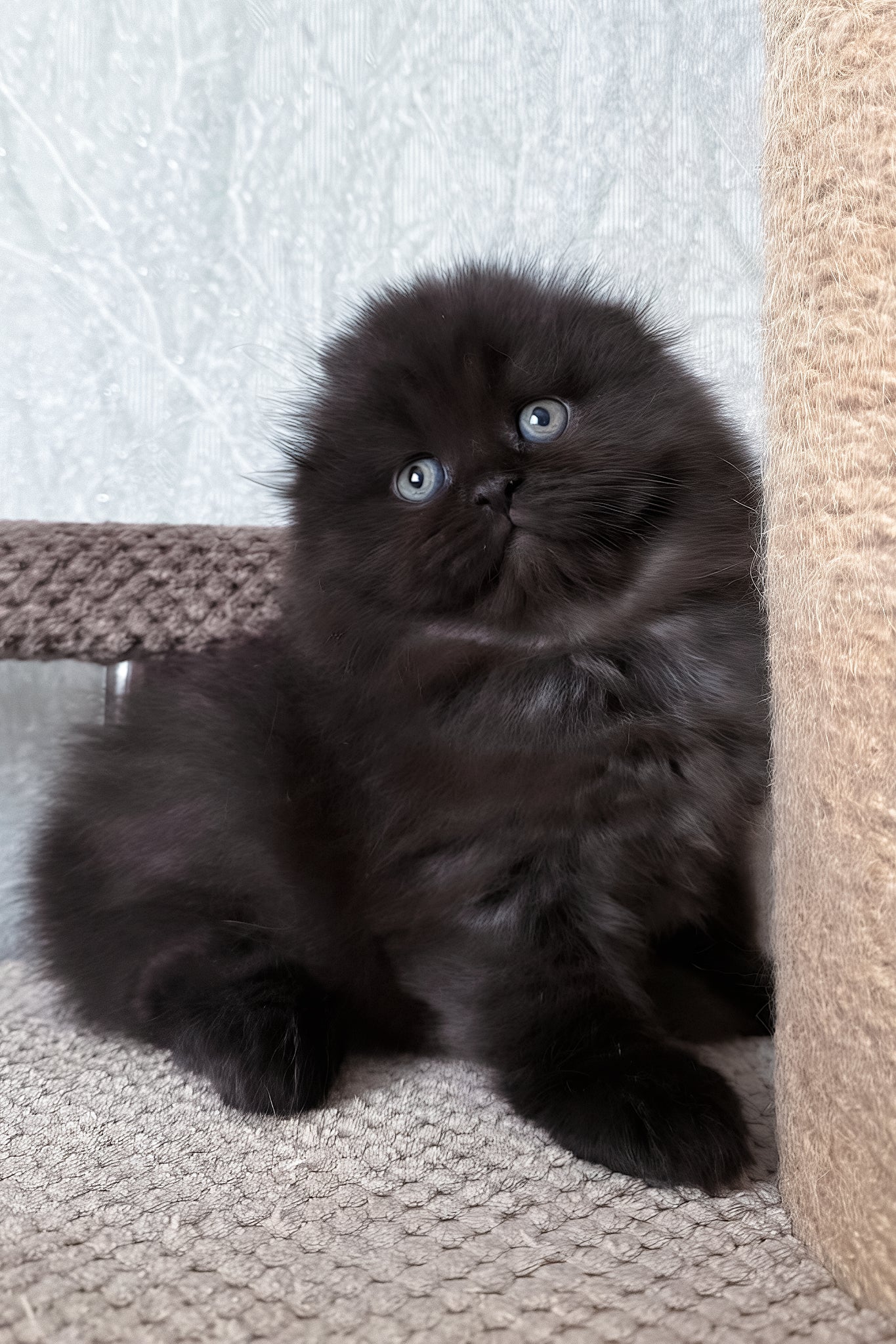 Yudjin | Scottish Fold Longhair Kitten - Image 2