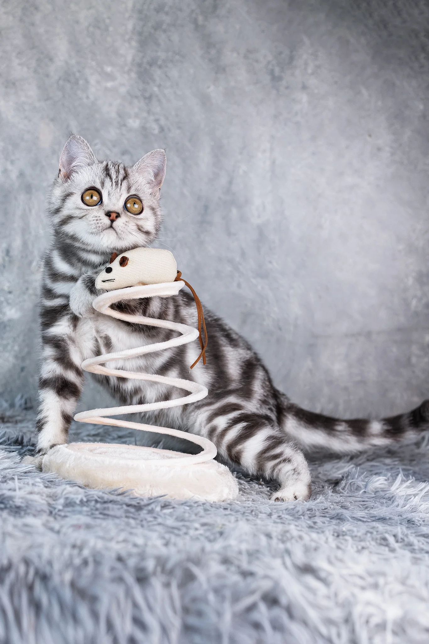 Ace | Scottish Straight Kitten - Image 3