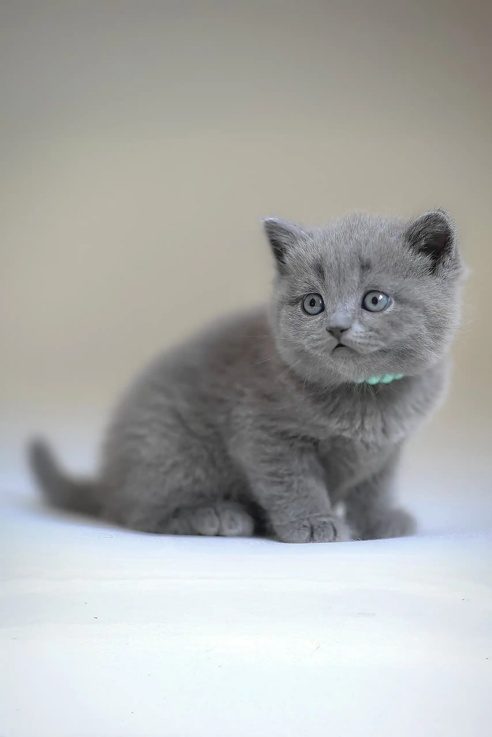 Afanasiy | Scottish Straight Kitten - Image 2