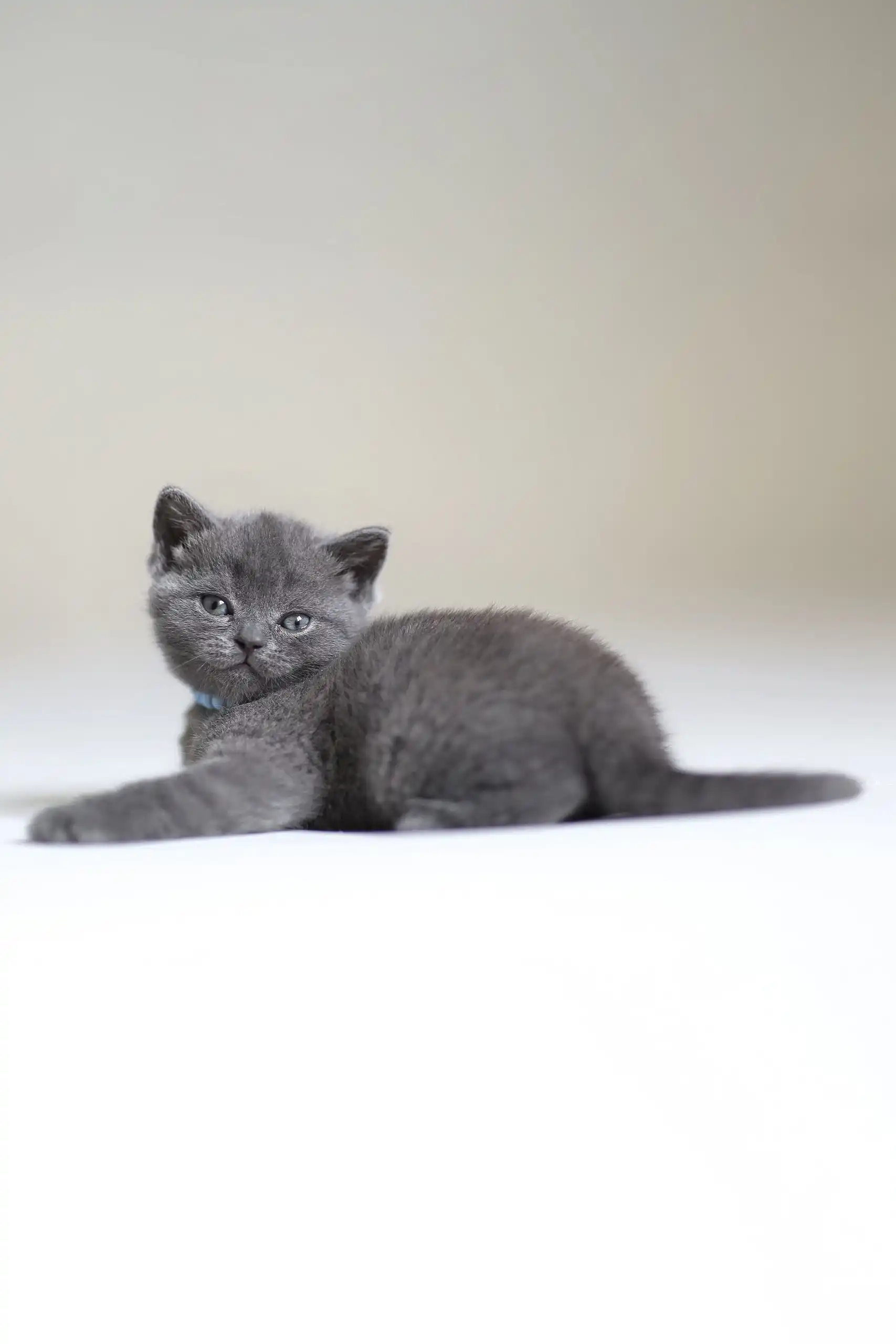 Arak | Scottish Straight Kitten - Image 4