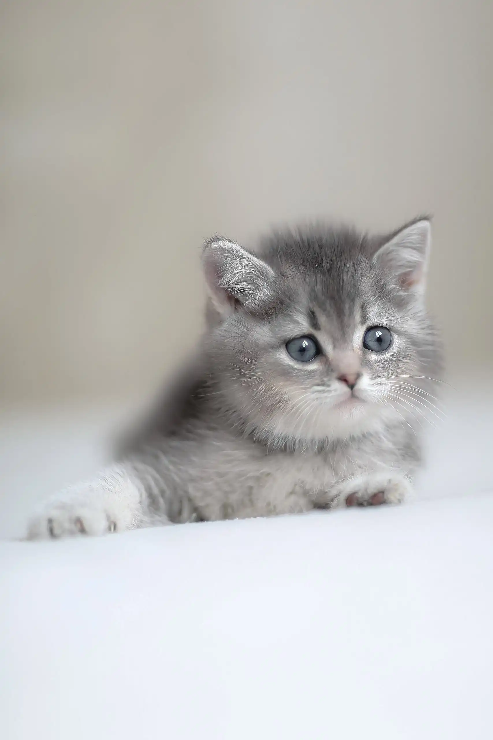 Ararat | Scottish Straight Kitten - Image 8