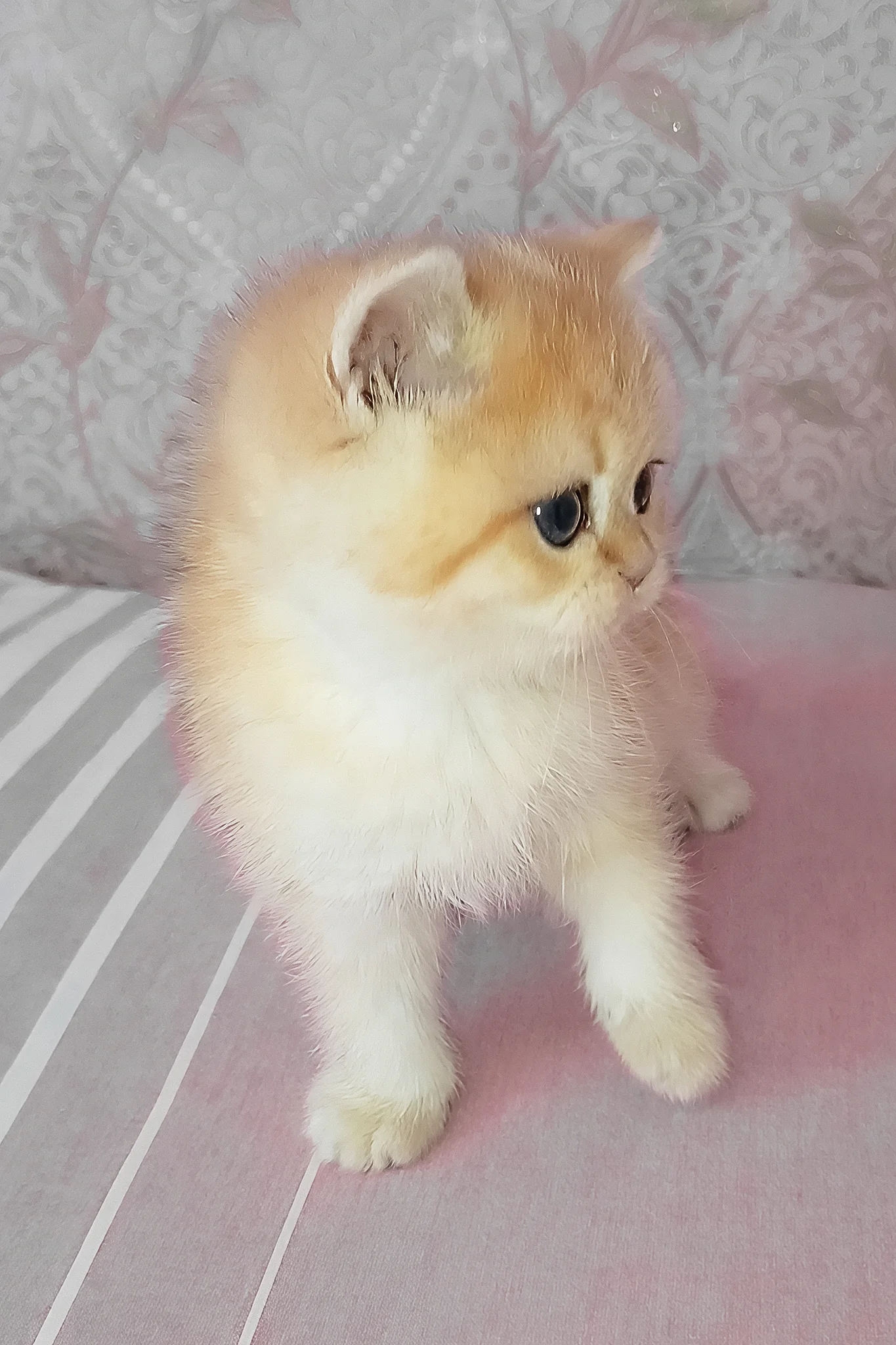 Archi | Scottish Straight Kitten - Image 5