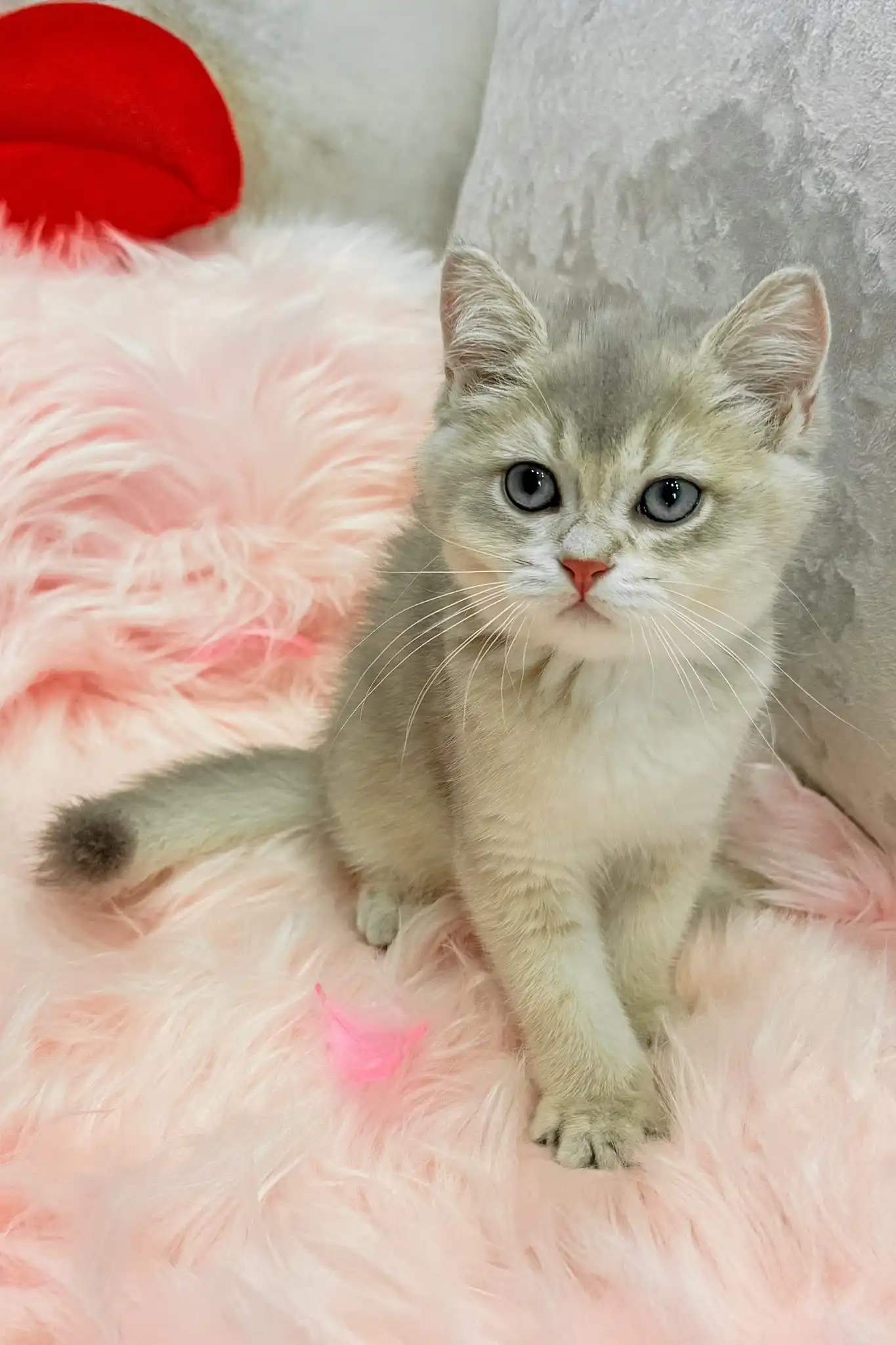 Baxik | Scottish Straight Kitten - Image 6
